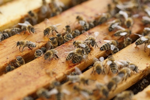 Bees in hive