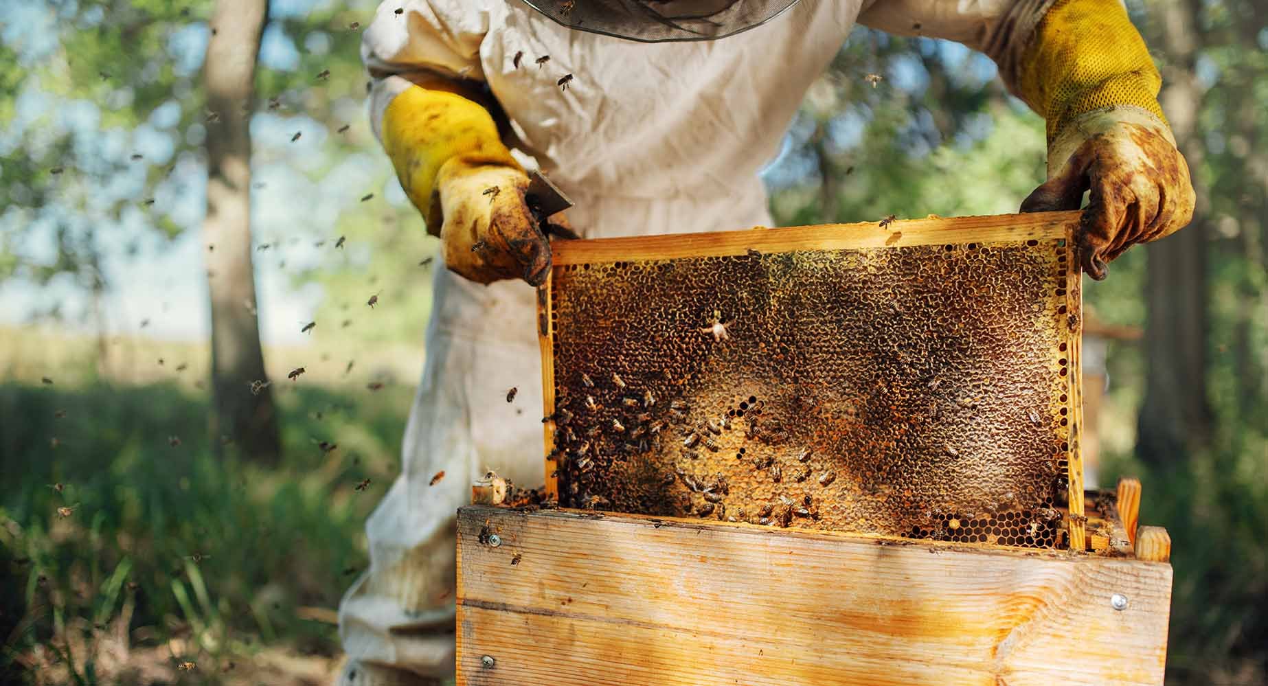 Beekeeper Inspecting Honeycomb Frame in Apiary A beekeeper wearing protective gear and yellow gloves holding a wooden frame full of honeycomb and bees outdoors.