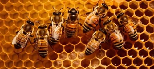 Bees on honeycomb