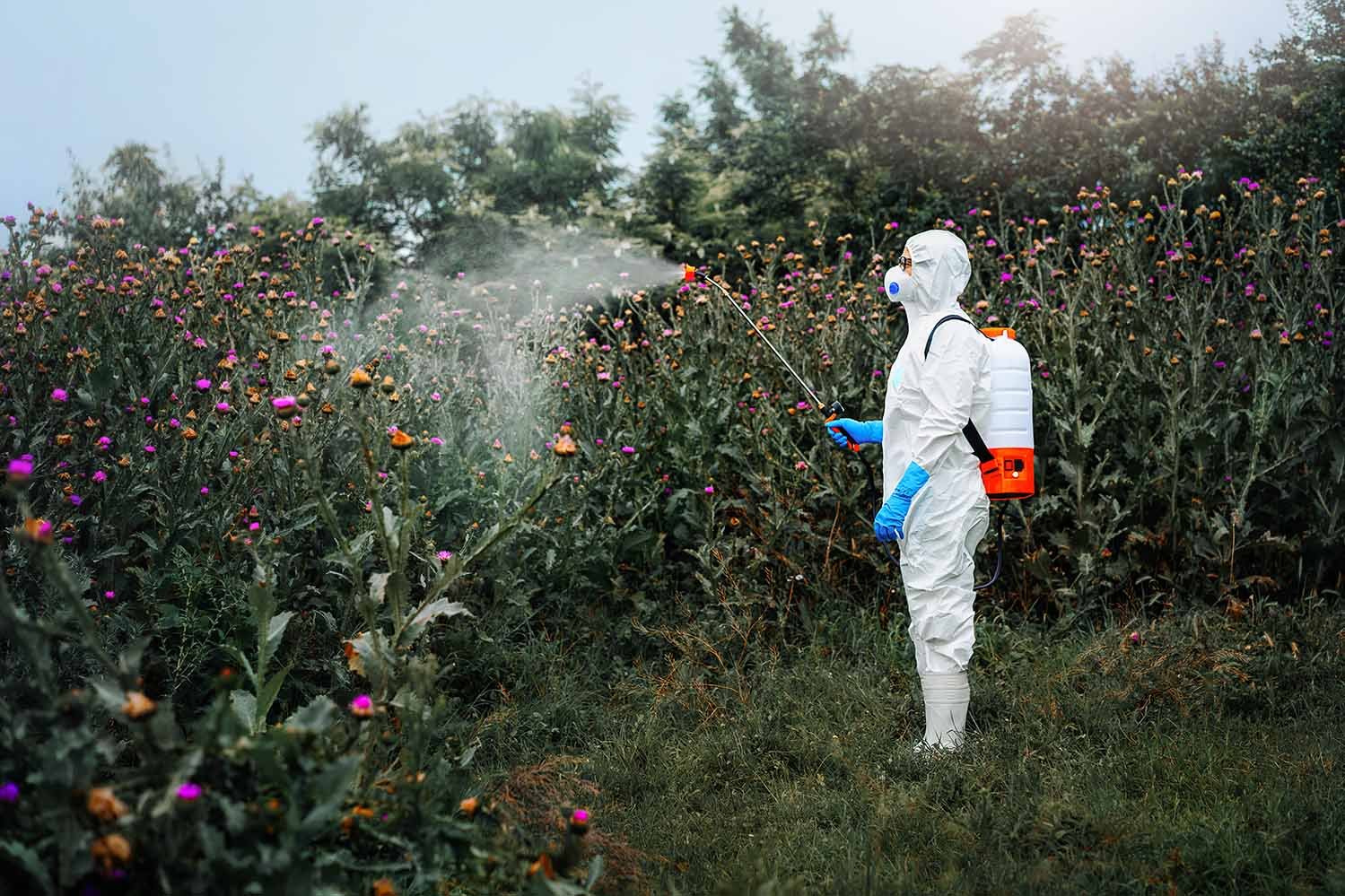 Agricultural Worker Spraying Pesticides on Flowering Plants Person wearing full protective gear and respirator spraying pesticides on flowering plants in a field.