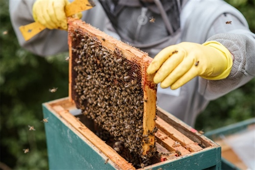 Beekeeper removing honeycomb from hive