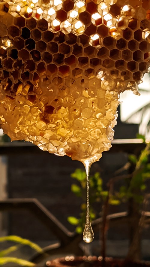 Honey dripping from bottom of honeycomb