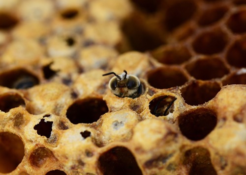 Honey bees in nest