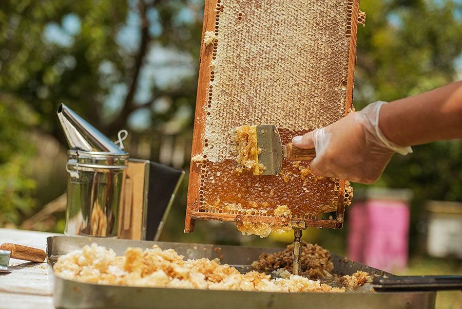 Uncapping Honeycomb for Honey Extraction Outdoors Close-up of a gloved hand using a metal uncapping tool to scrape wax and honey from a wooden honeycomb frame. The frame is held vertically above a metal tray filled with wax and honey pieces. A stainless steel bee smoker is placed on the table nearby, and blurred greenery is visible in the background, indicating an outdoor setting.