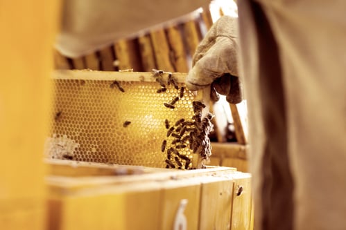 Honeycomb in beehive with bees