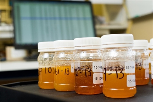 Samples of honey awaiting analysis