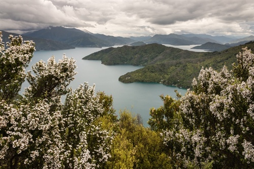 Manuka flowers in foreground of New Zealand landscape