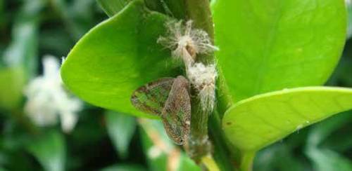 Moth on leaf