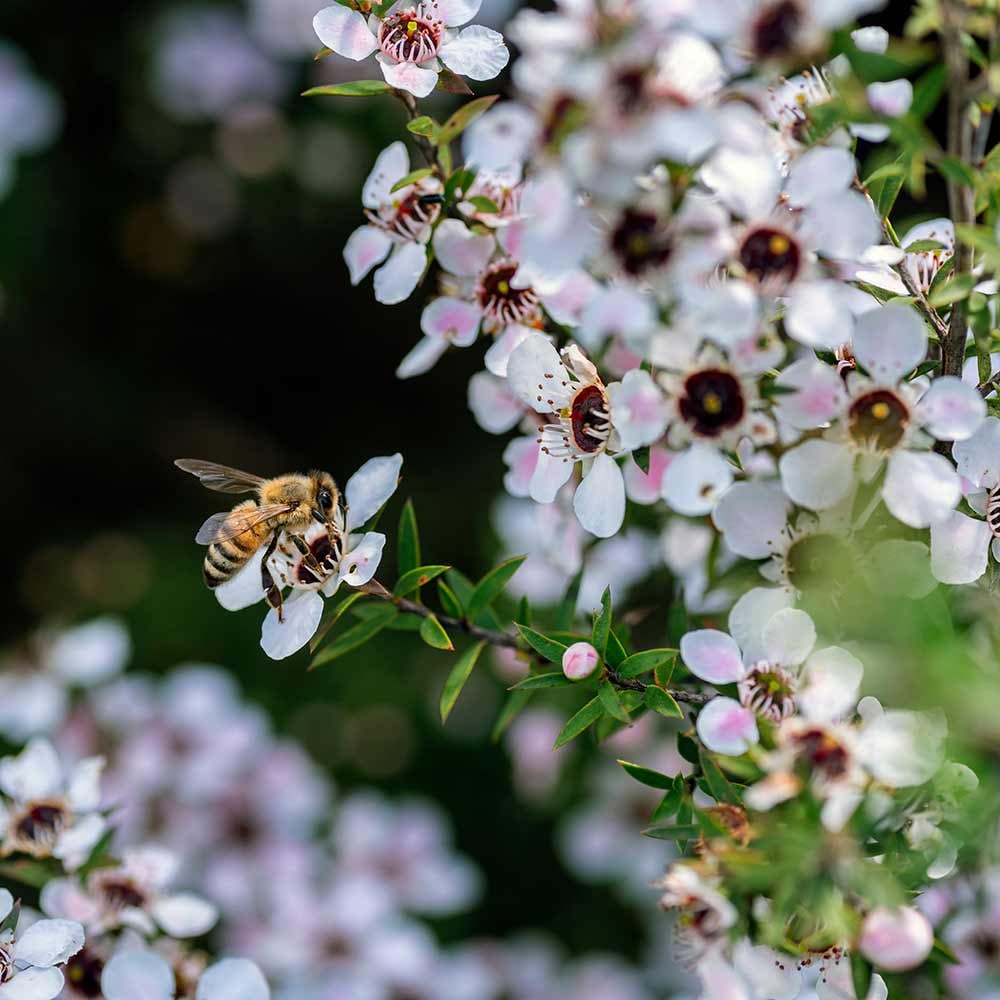 Bee pollinating manuka flower