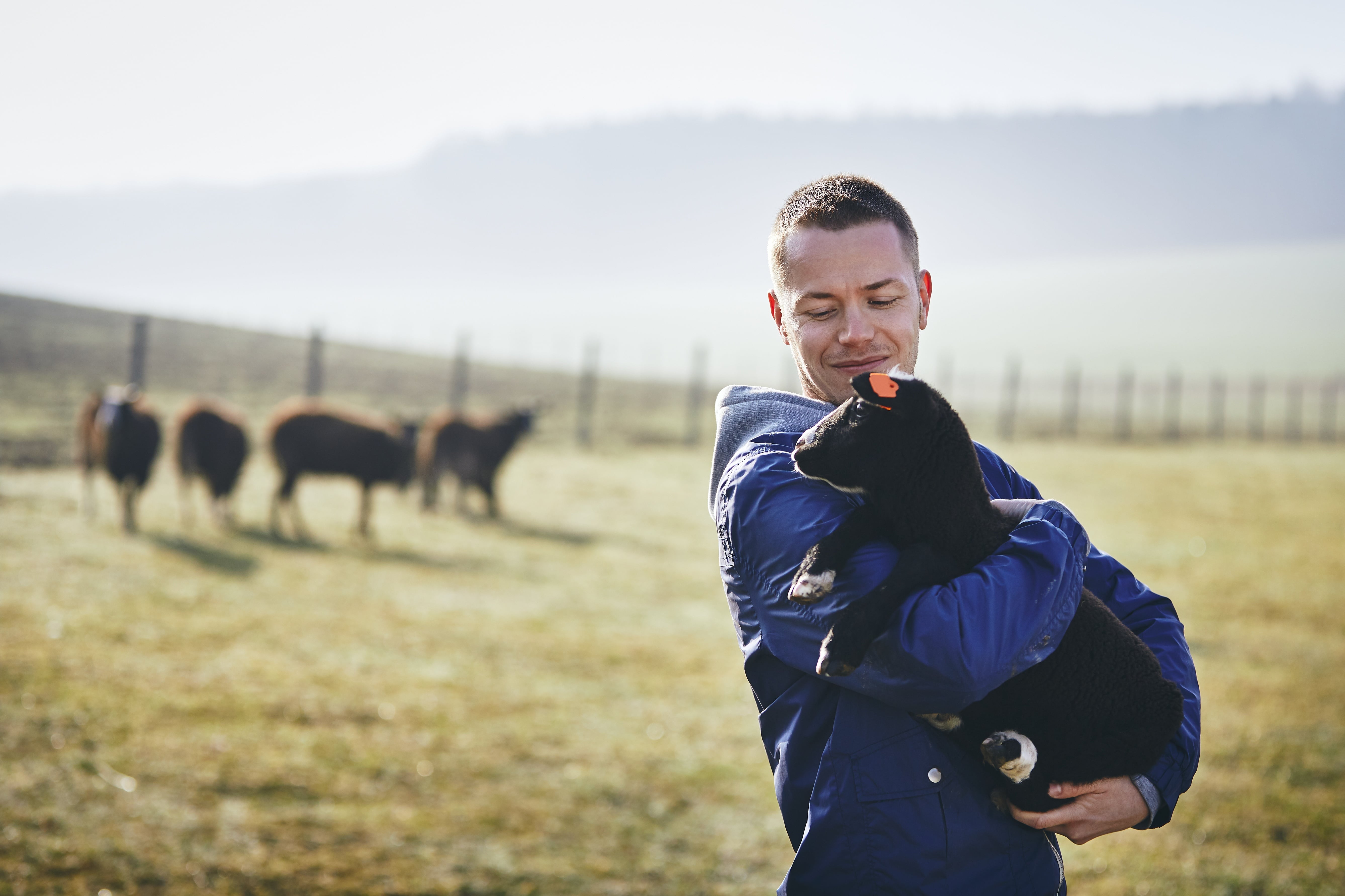 Person wearing a blue jacket holding a small black lamb in an open grassy field, with several sheep grazing near a wooden fence in the background.