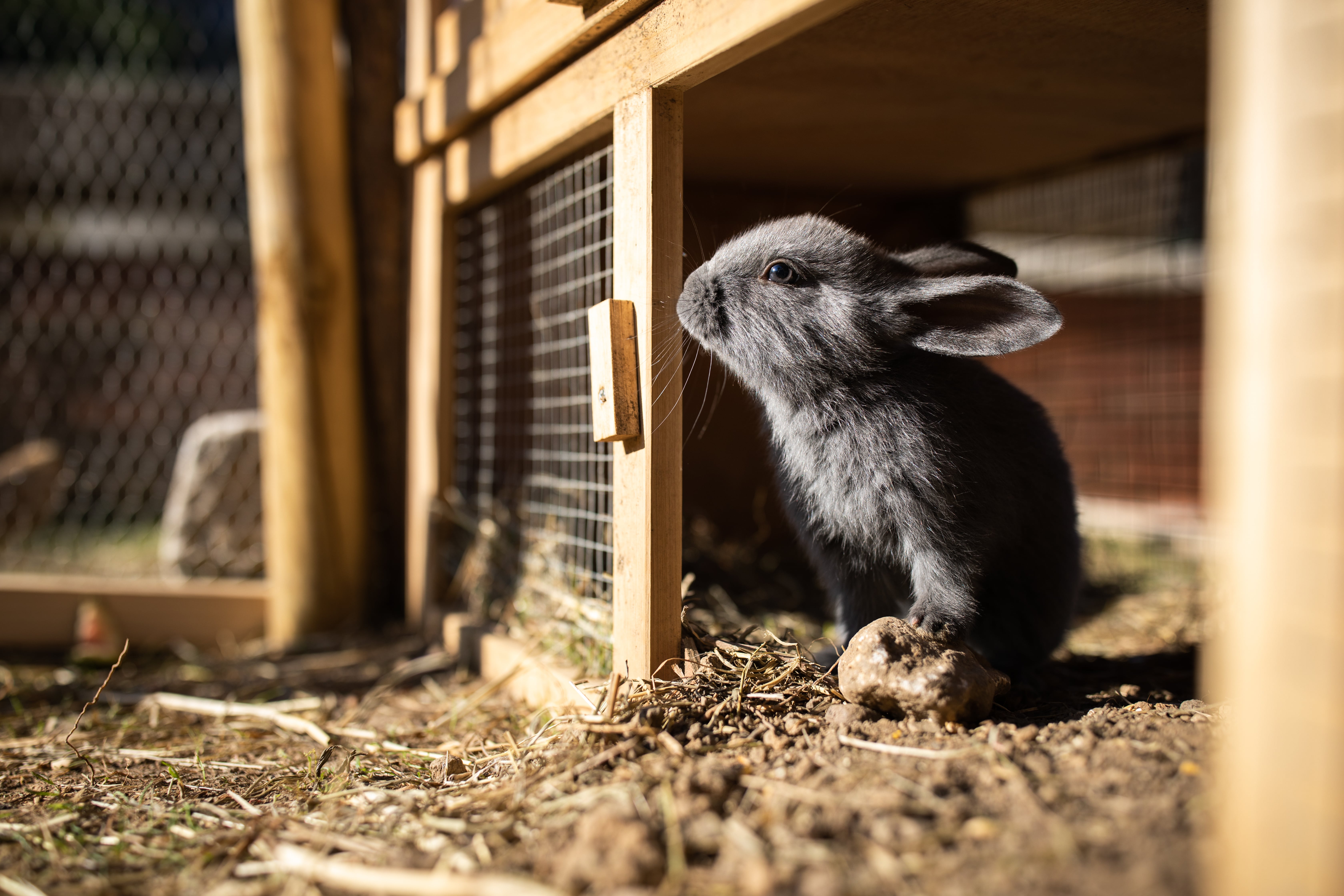 Gray rabbit sitting on dry soil near the entrance of a wooden outdoor hutch, with wire fencing and natural sunlight illuminating the scene.