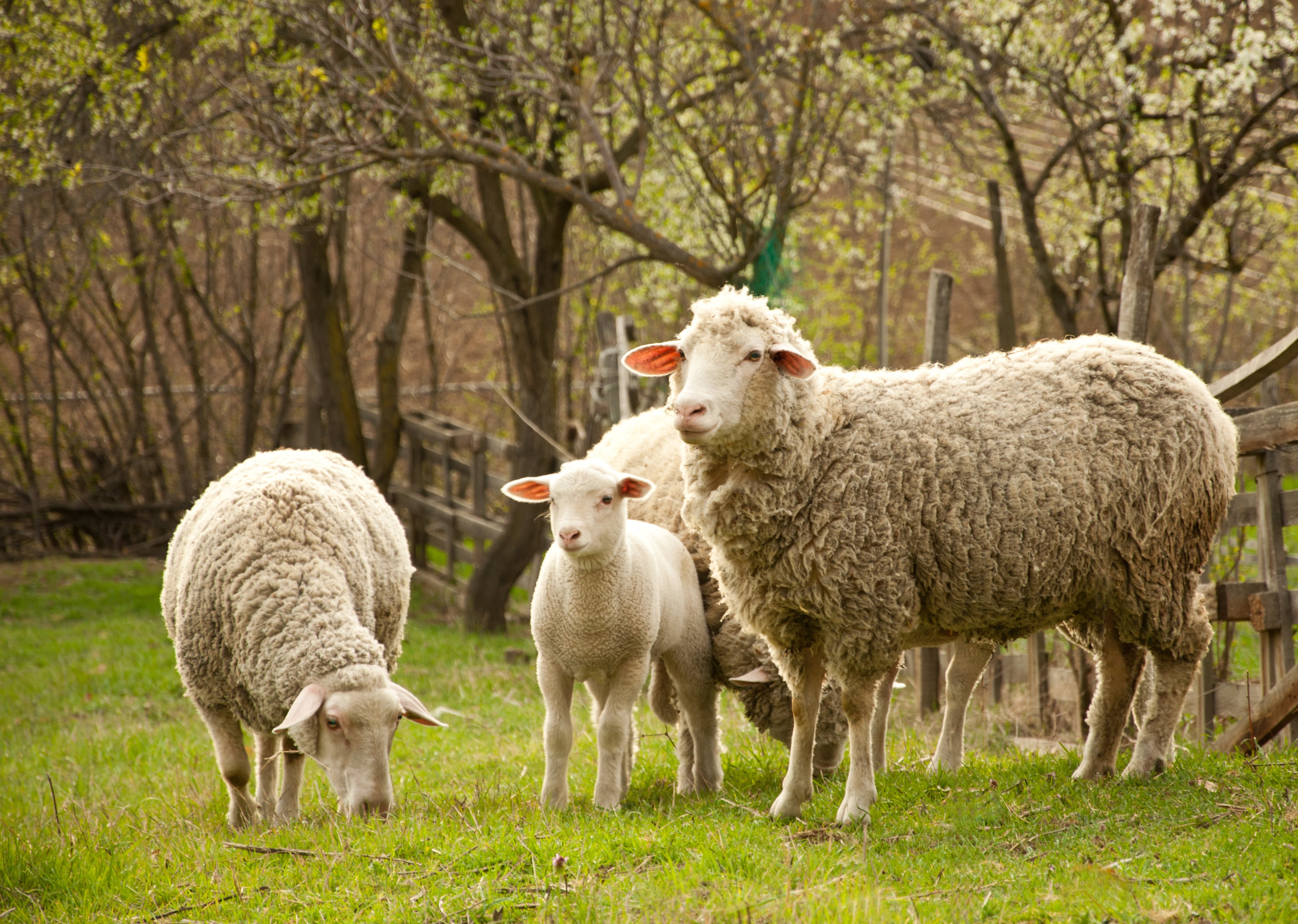 Group of sheep and lambs standing on green grass in a fenced outdoor area with trees and wooden posts in the background.
