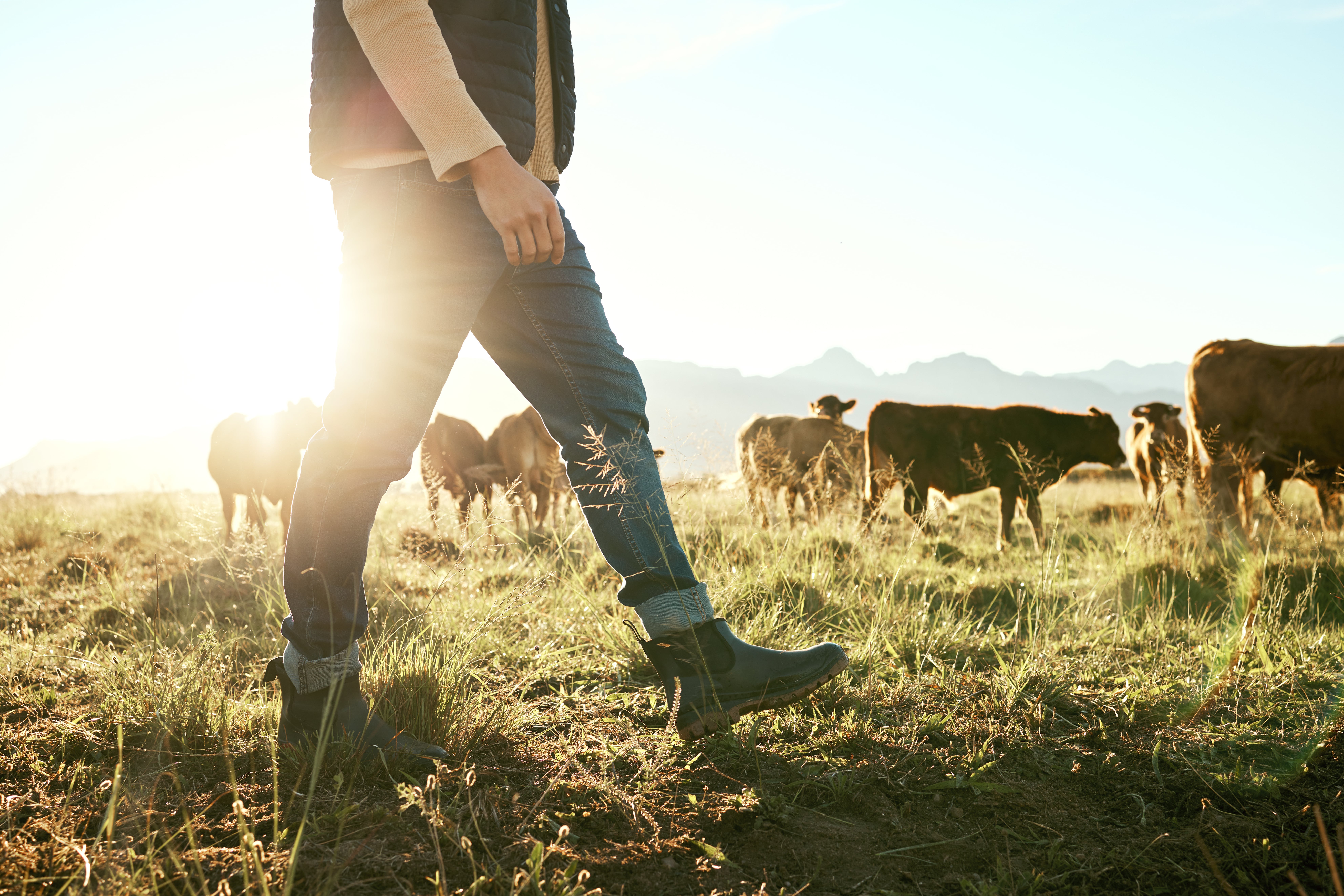 farmer walking by cows grazing