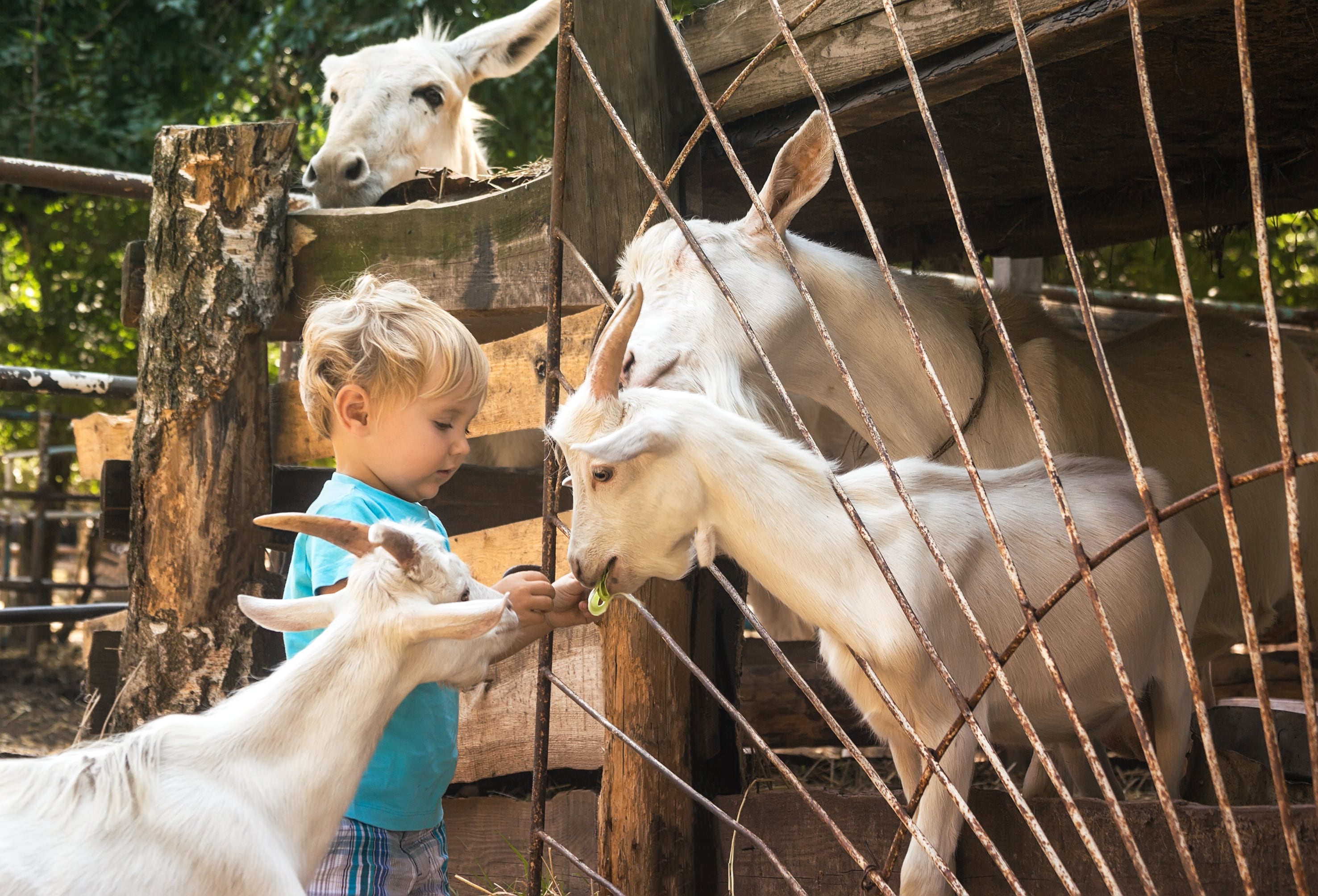 Young child standing near a wire fence feeding green leaves to several white goats, with another goat observing from behind the wooden enclosure.