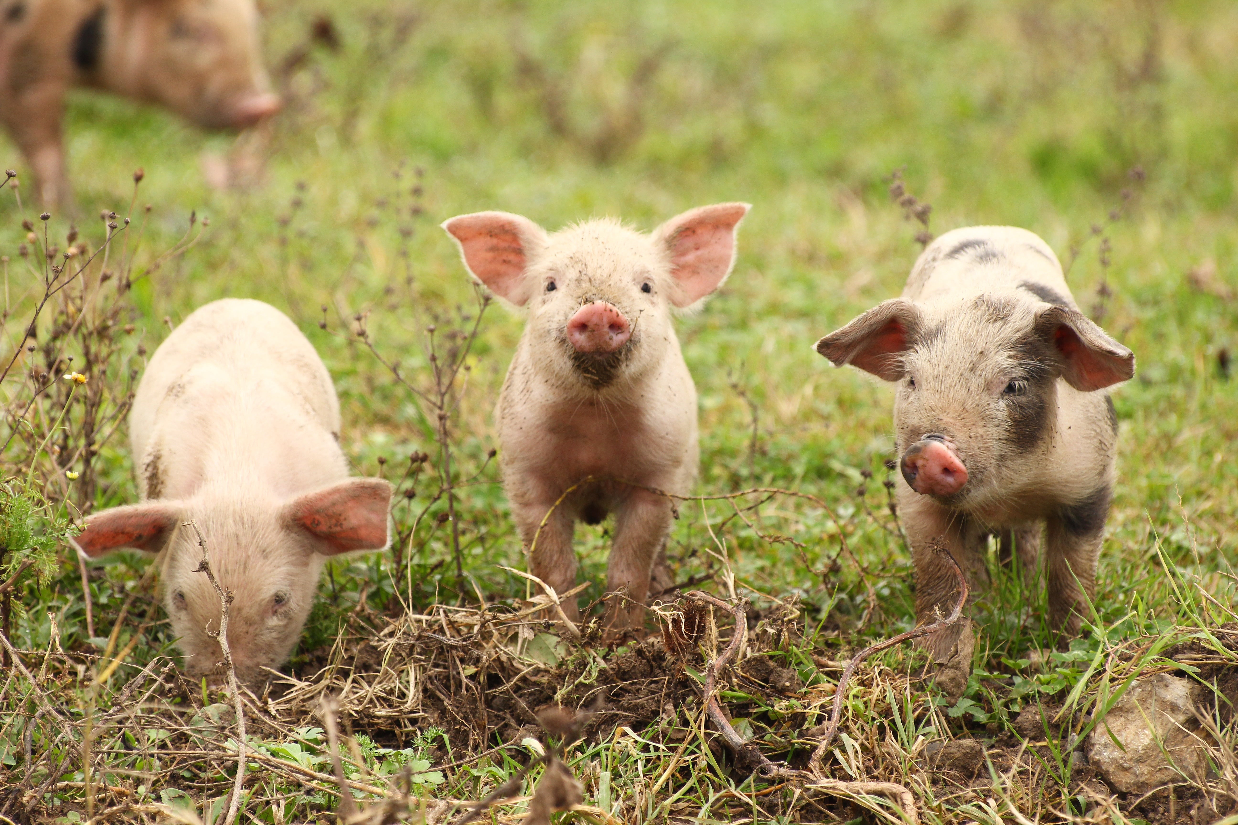 Three piglets standing on grassy ground with patches of soil, looking forward, in an outdoor farm setting.