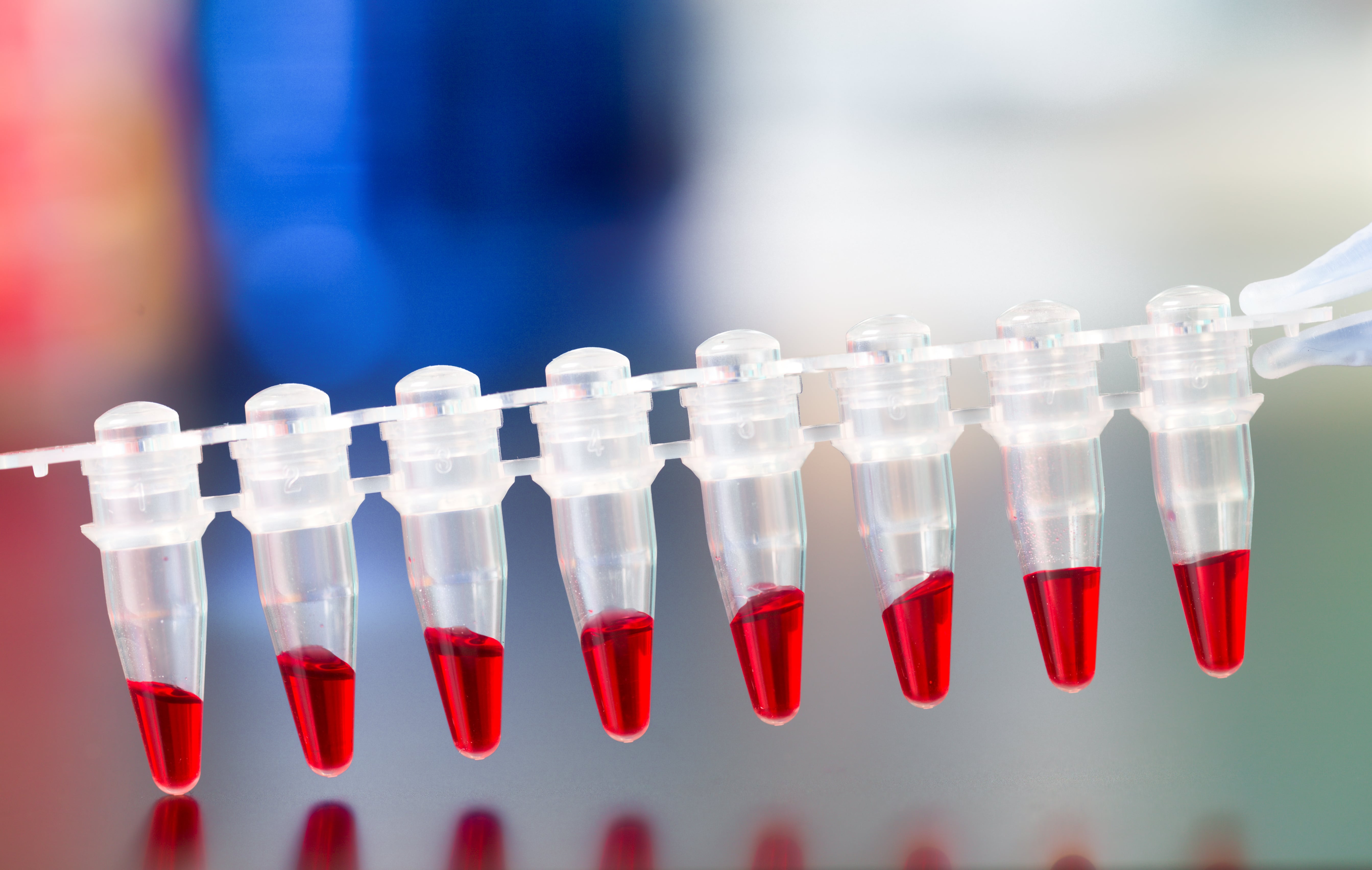 Row of small transparent plastic tubes partially filled with red liquid, attached to a strip holder in a laboratory setting.