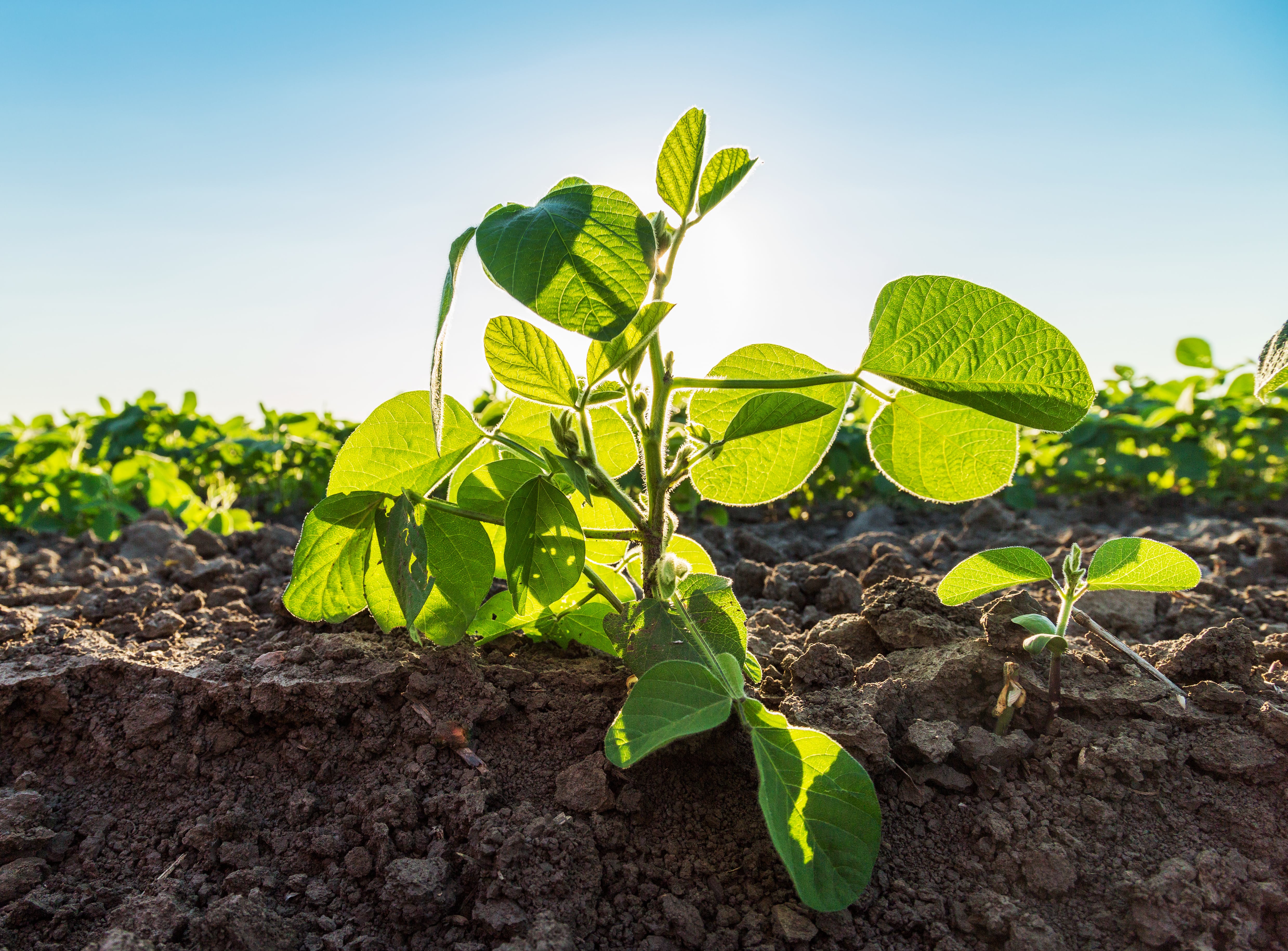 Close-up of a young green plant growing in soil under bright sunlight, with a clear blue sky and more plants in the background.