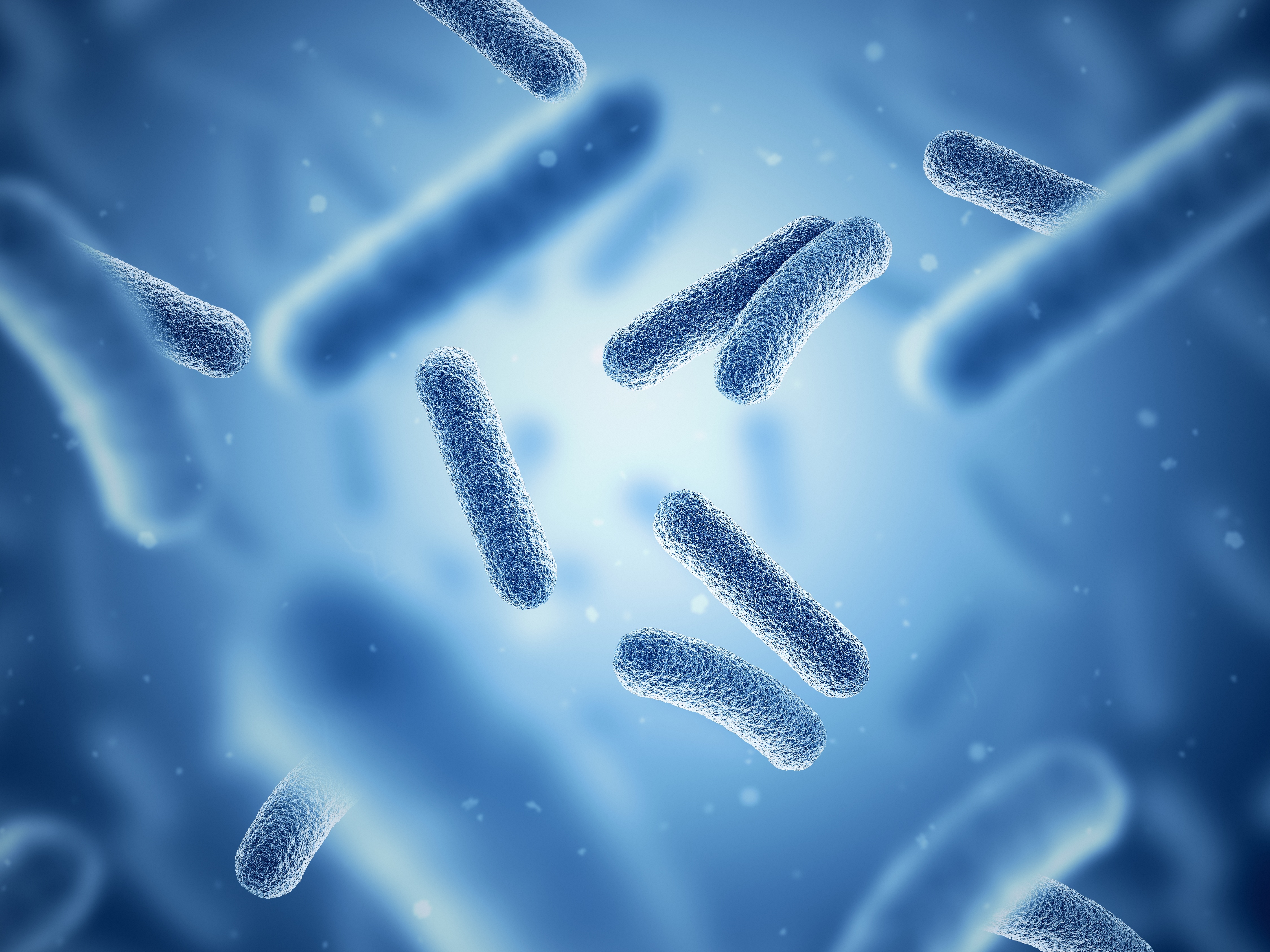 bacteria