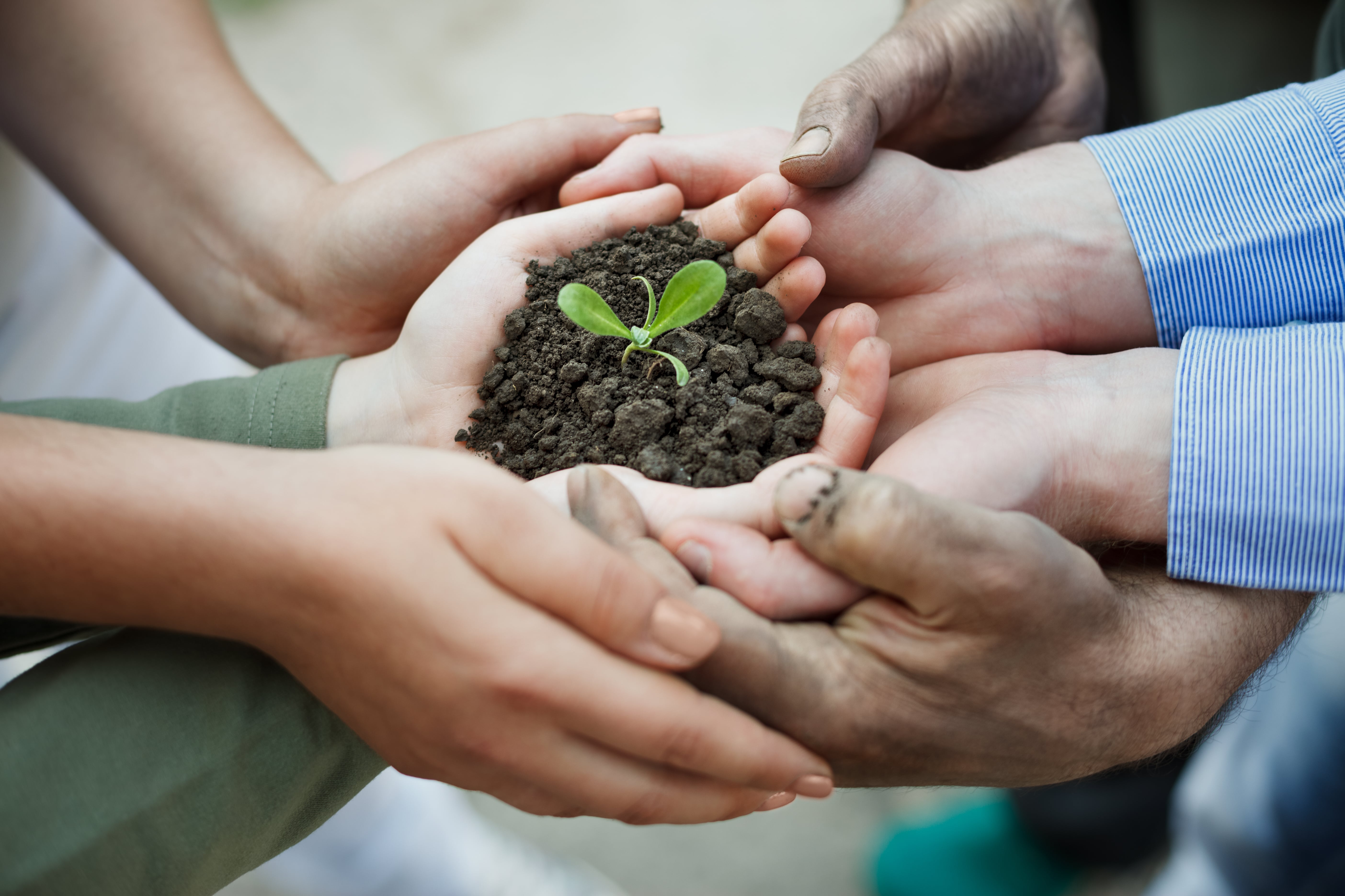 Several hands holding soil with a small green plant, symbolizing care, growth, and collaboration.