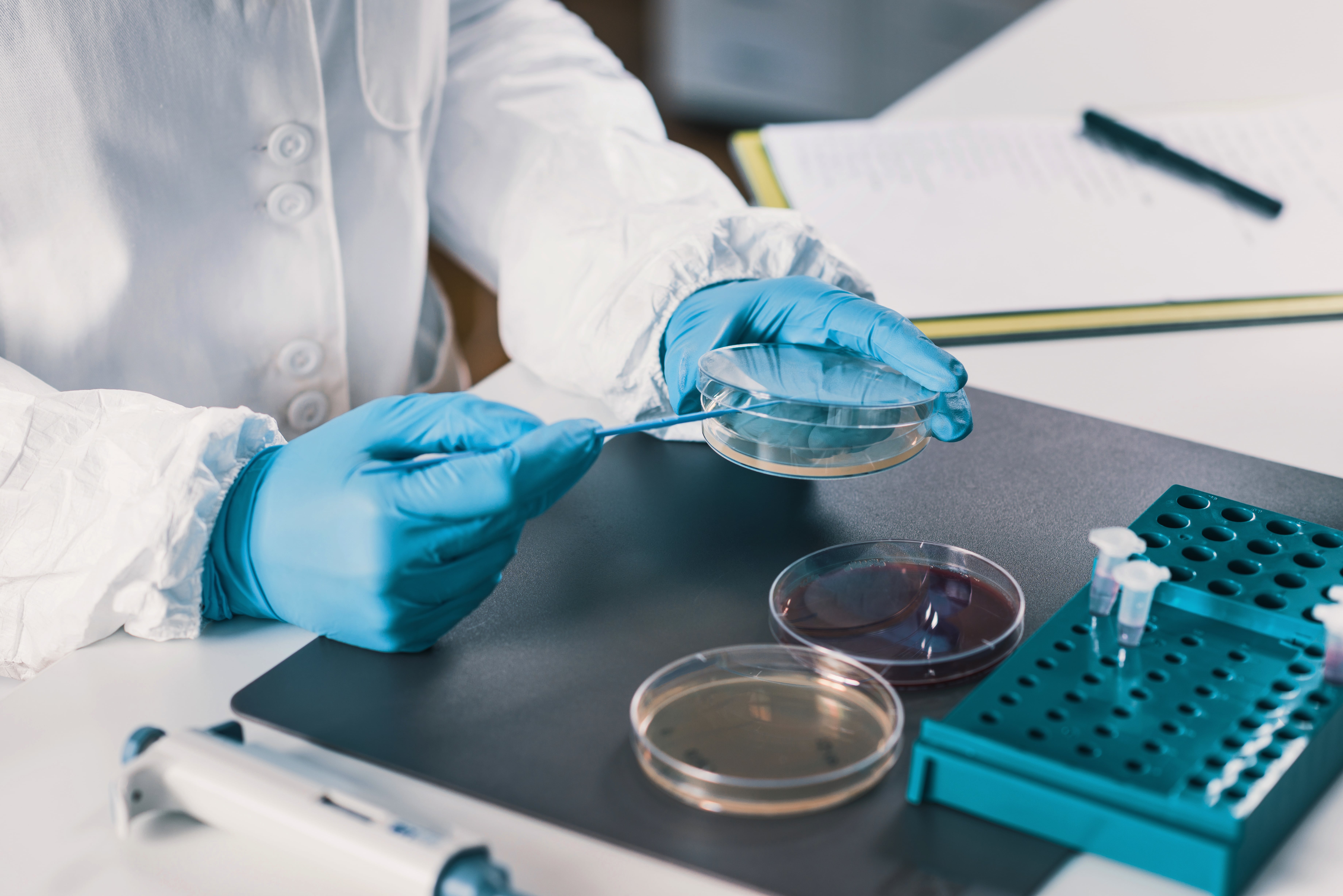 Person wearing a lab coat and blue gloves handling a Petri dish with a tool, next to another dish and test tubes in a rack on the table.