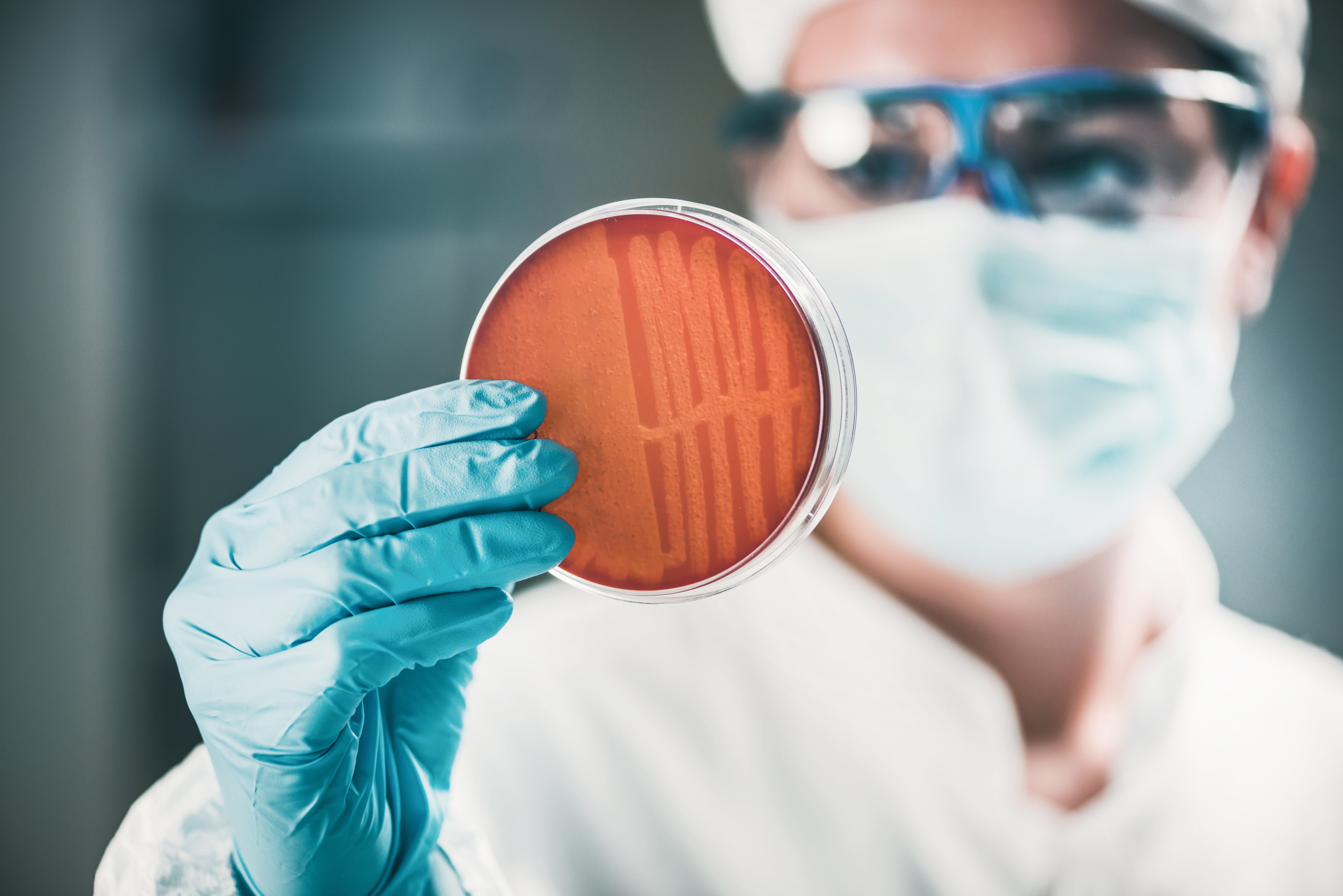 Person wearing a lab coat and blue gloves handling a Petri dish with a tool, next to another dish and test tubes in a rack on the table.