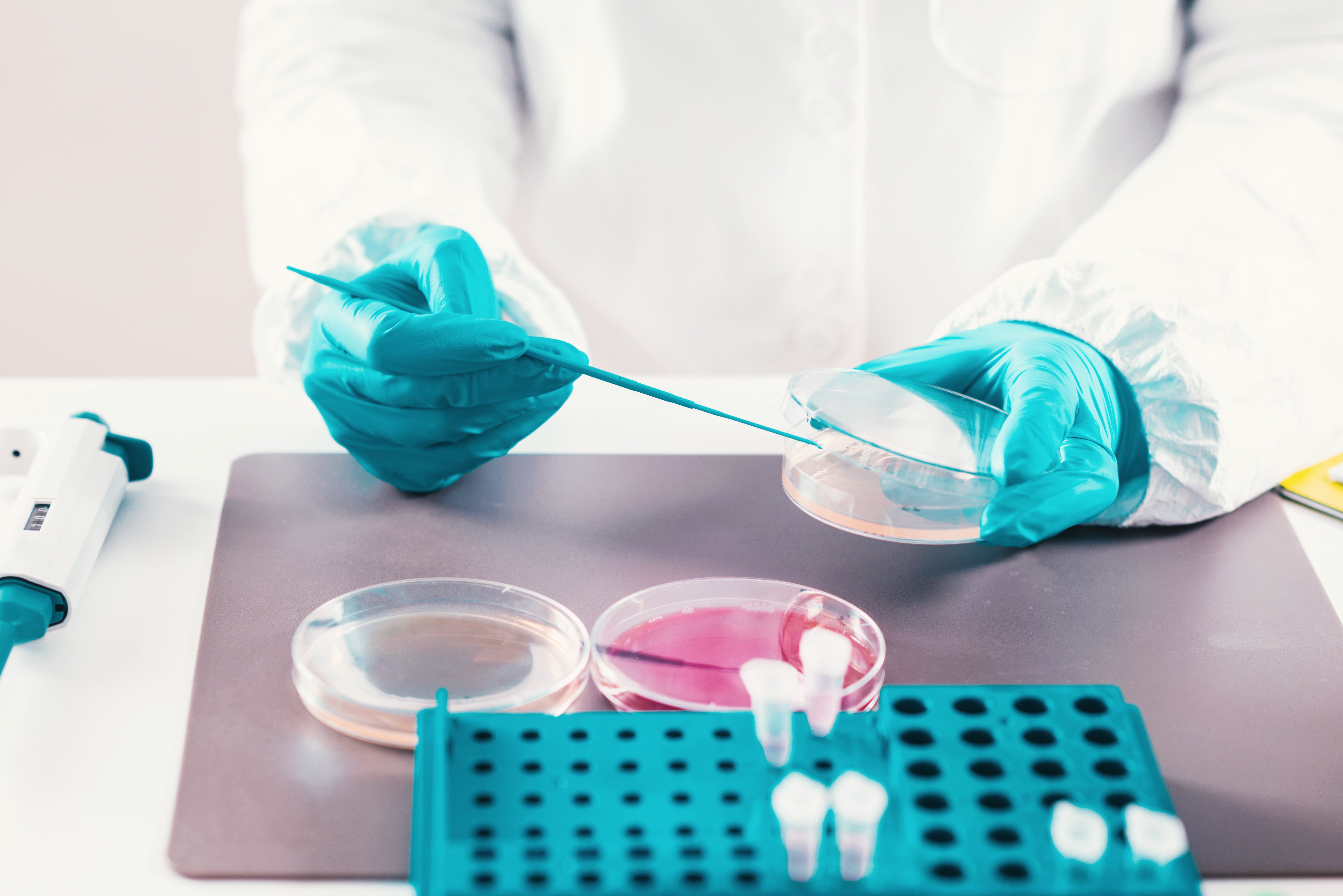 Person wearing a lab coat and blue gloves handling a Petri dish with a tool, next to other dishes and test tubes in a rack on the table.