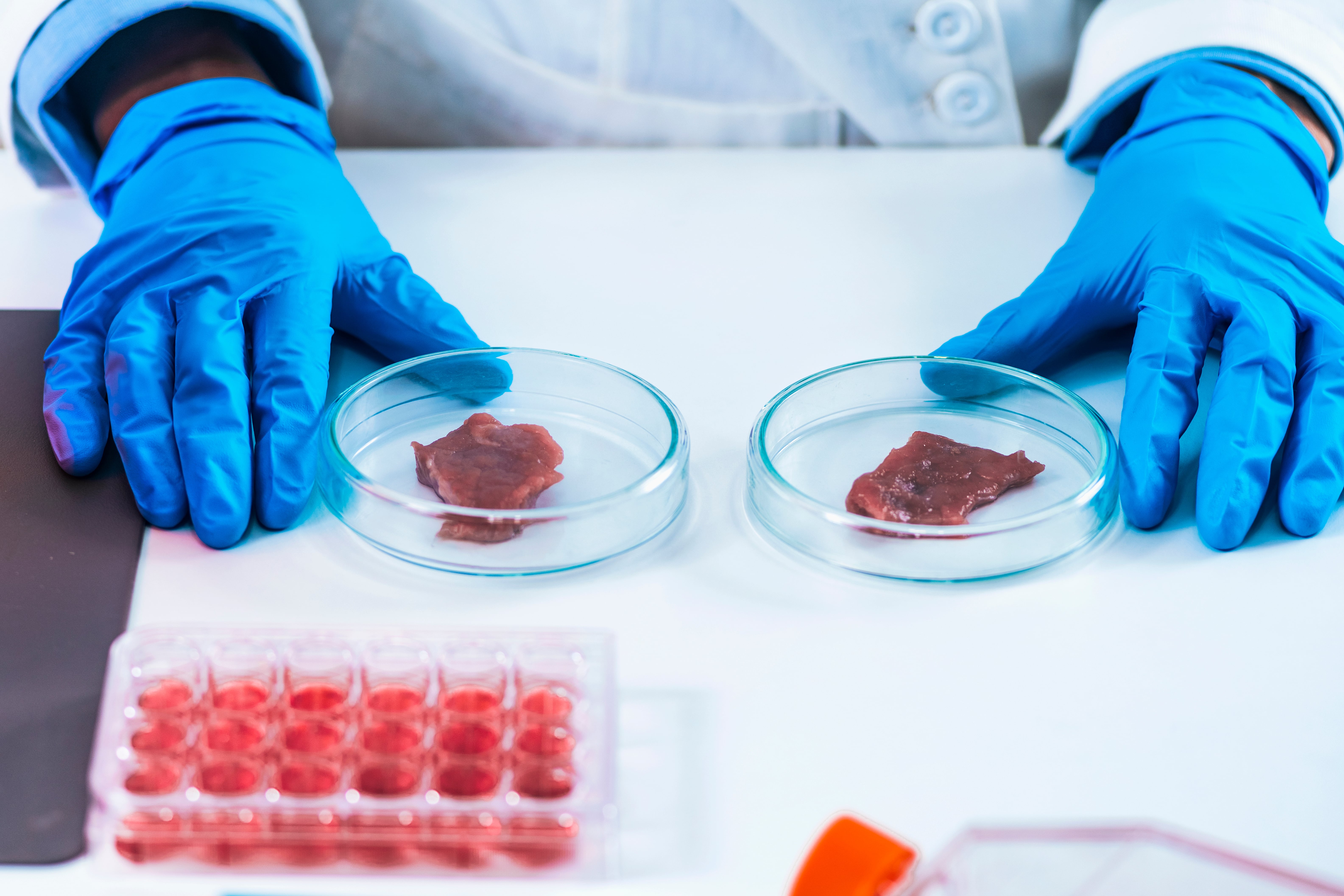 Person wearing a lab coat and blue gloves holding two Petri dishes with solid samples, next to a rack with tubes and a culture plate on the table.