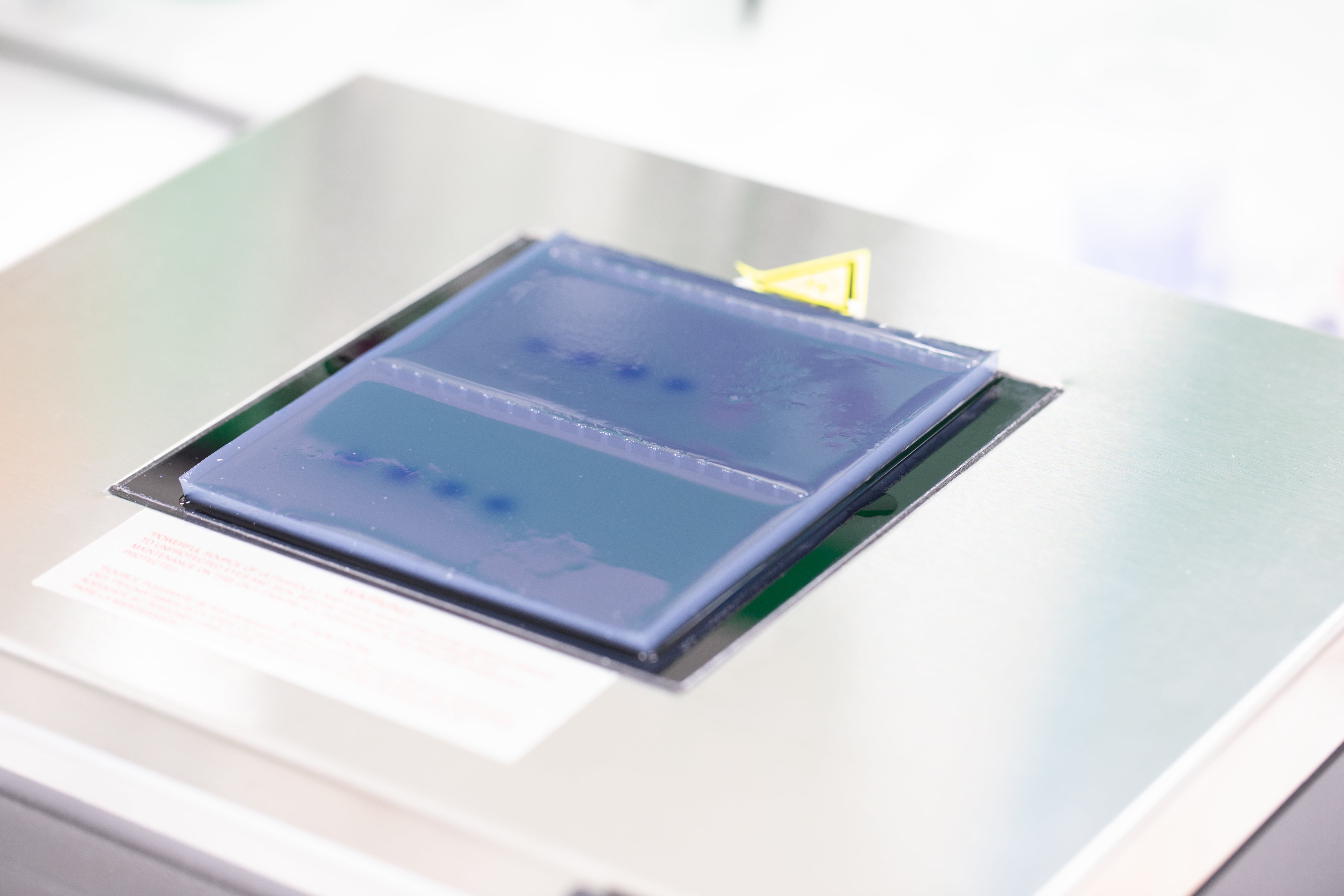 Electrophoresis gel placed in a laboratory device, showing visible bands used for DNA or protein analysis.