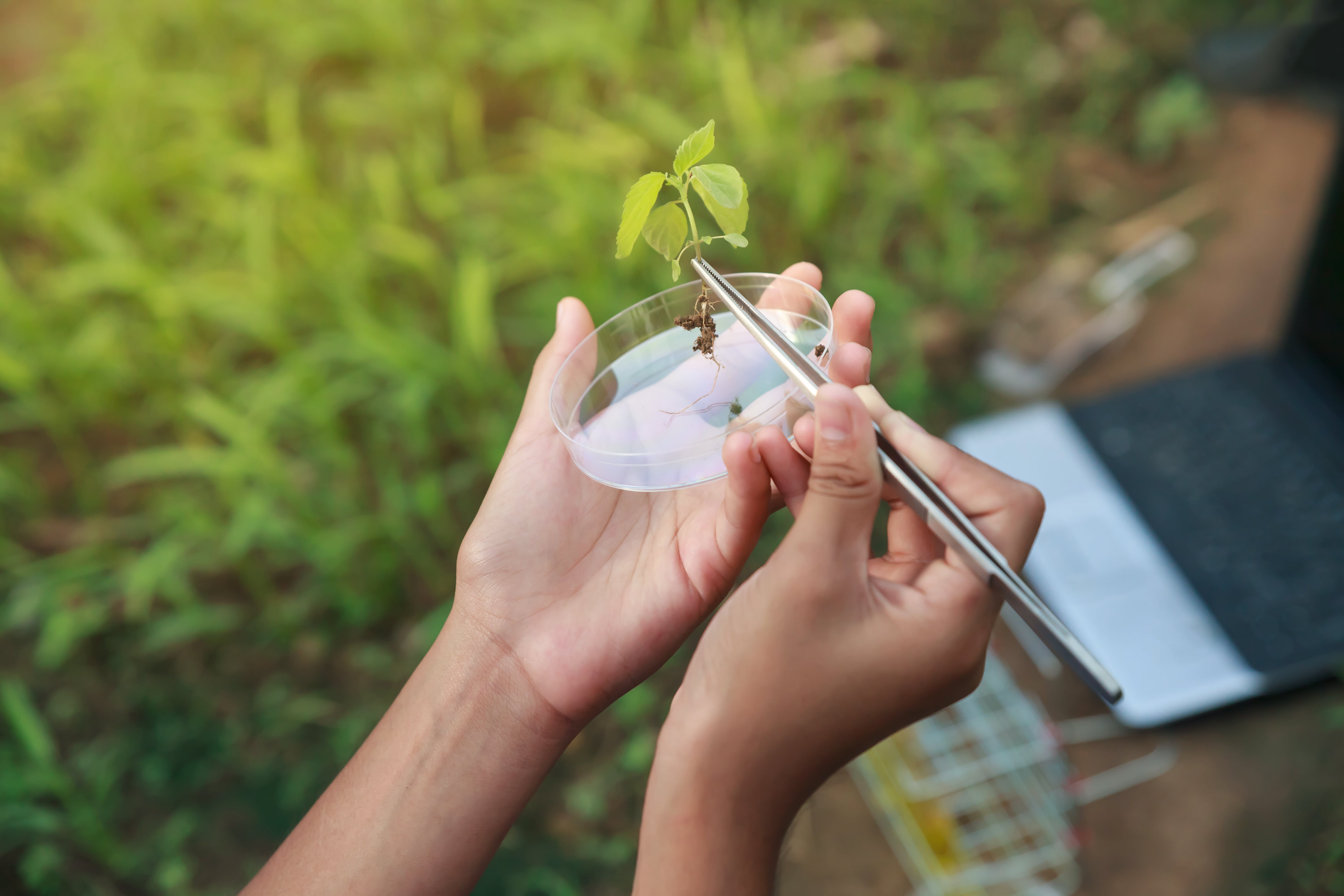 Hands holding a Petri dish with a small green plant while using a metal tweezer, in an outdoor setting with vegetation.