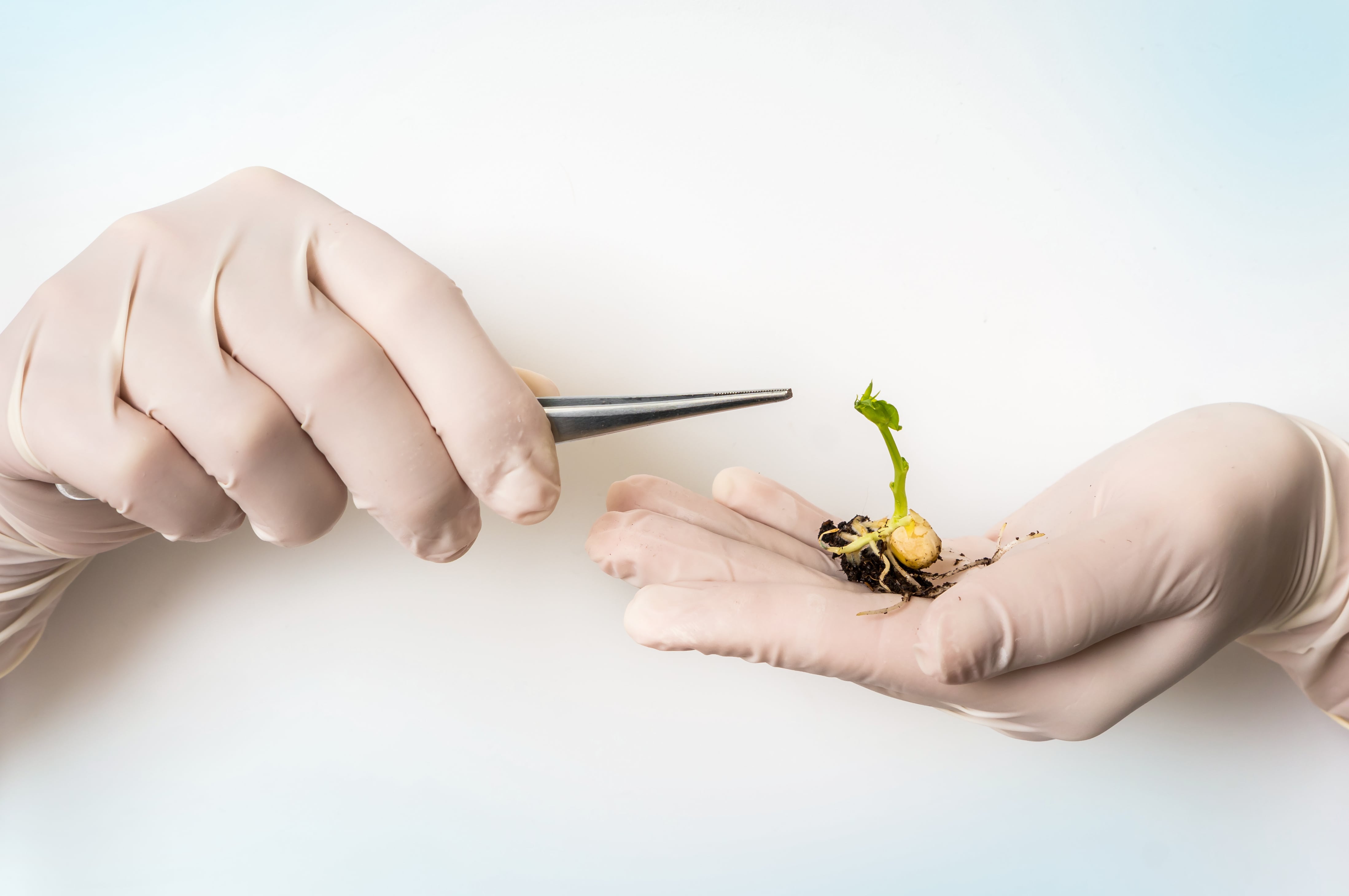 Hands wearing white gloves holding a small germinated plant with roots and soil, while using a metal tweezer to handle it against a light background.