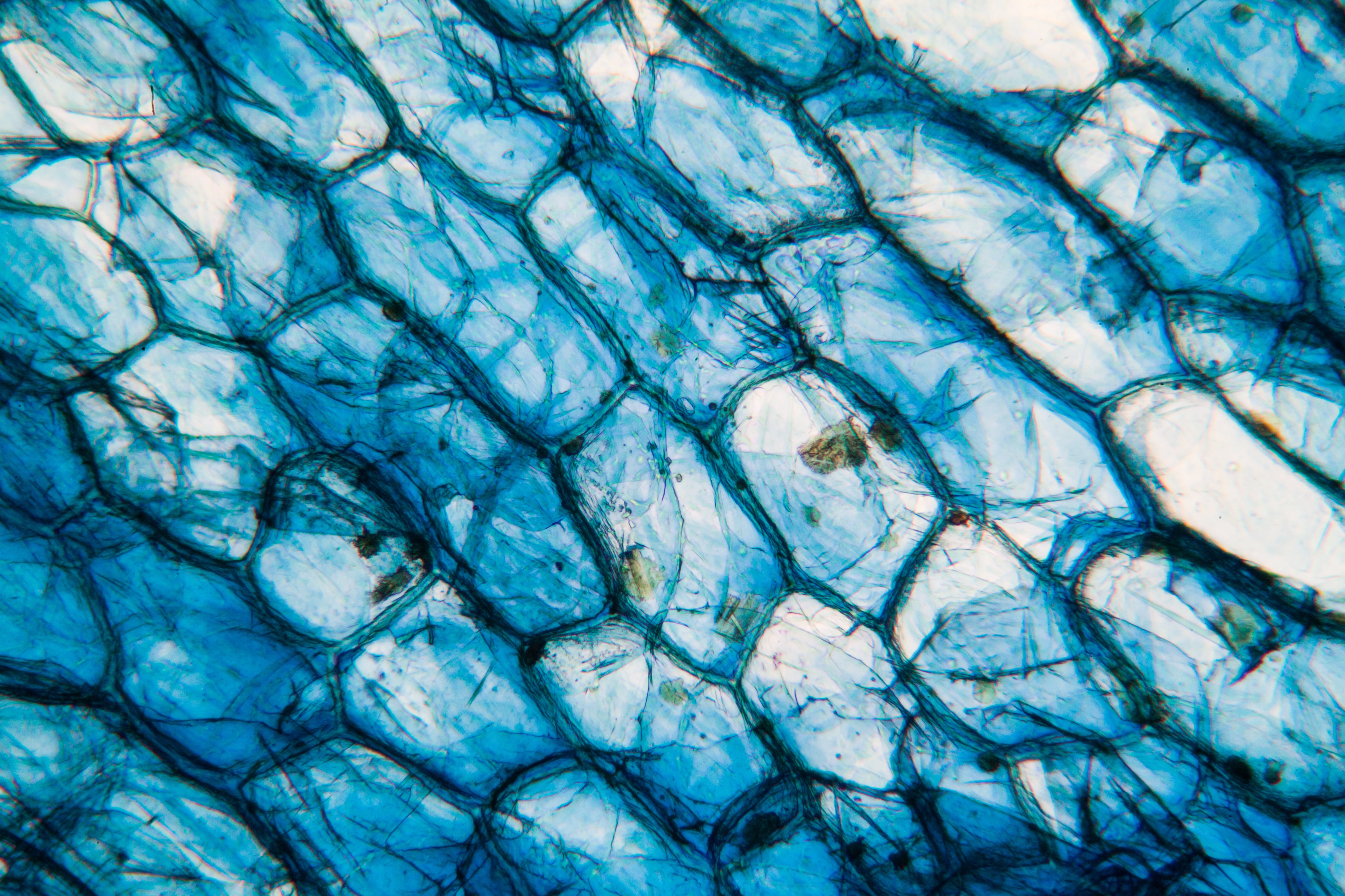 macro de muestra de planta
