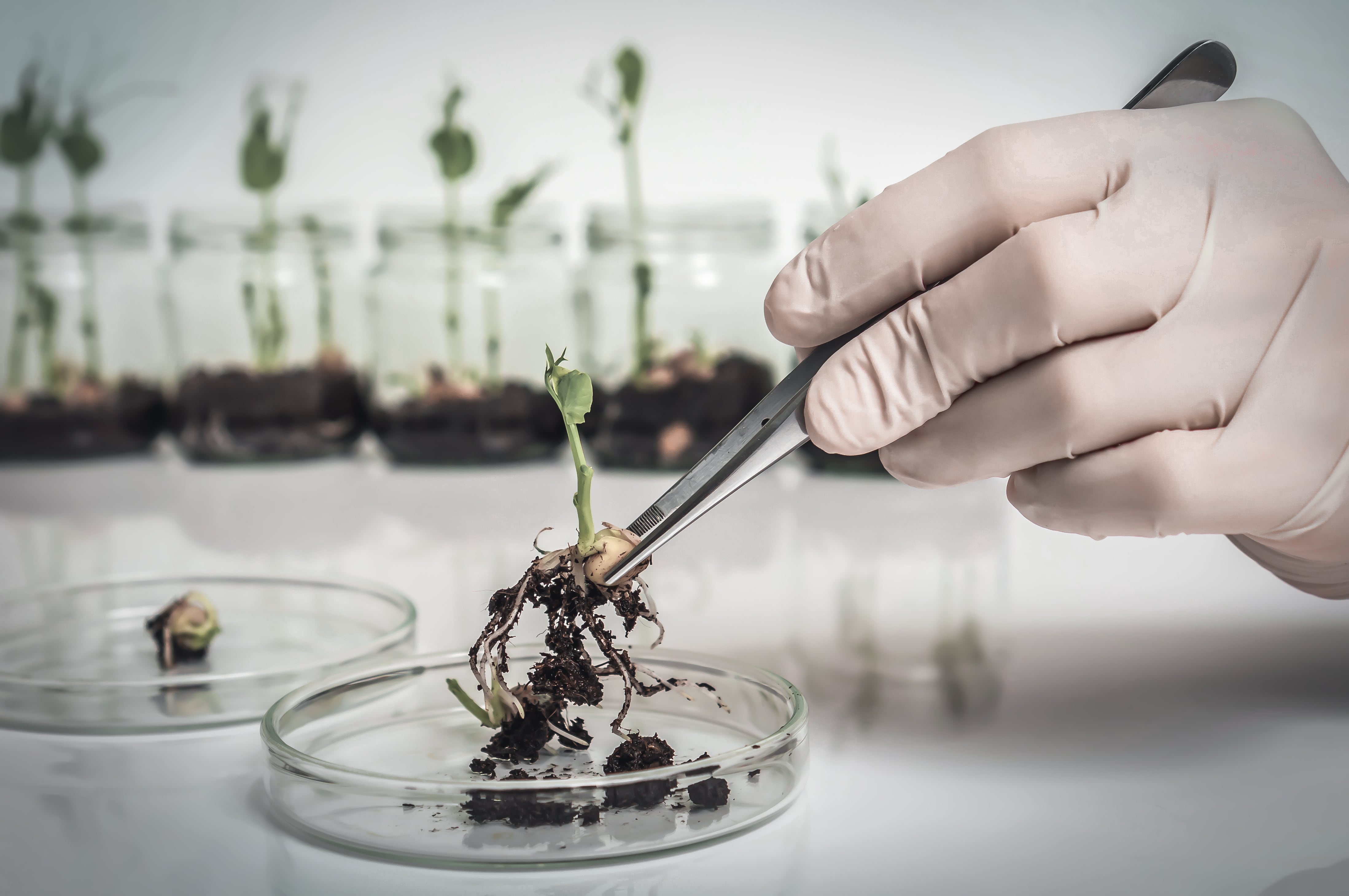 A gloved hand using tweezers to hold a small rooted plant on a Petri dish, with other seedlings growing in soil in the background.