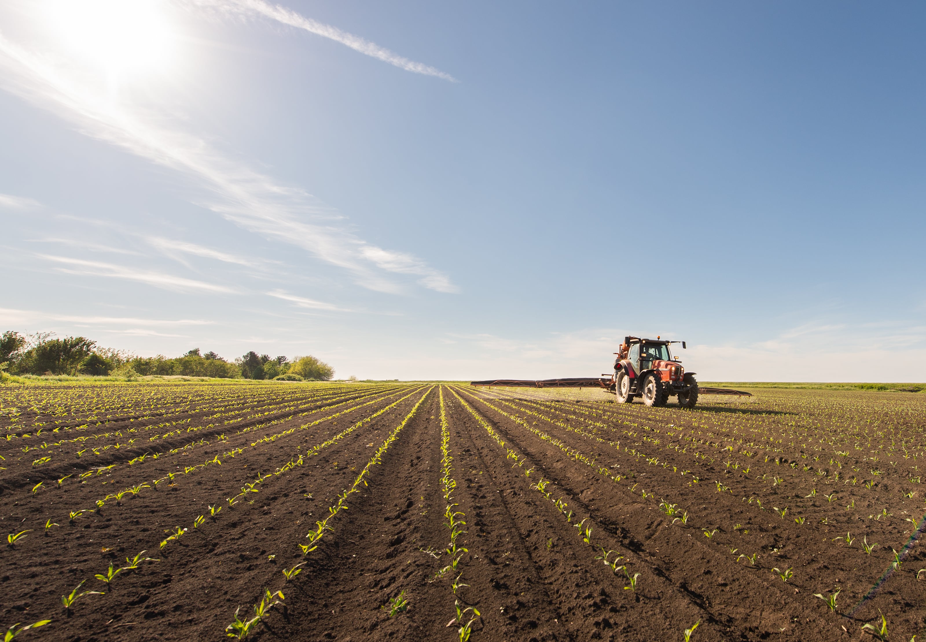 A tractor working in a large agricultural field with rows of young crops under a clear blue sky and bright sunlight.