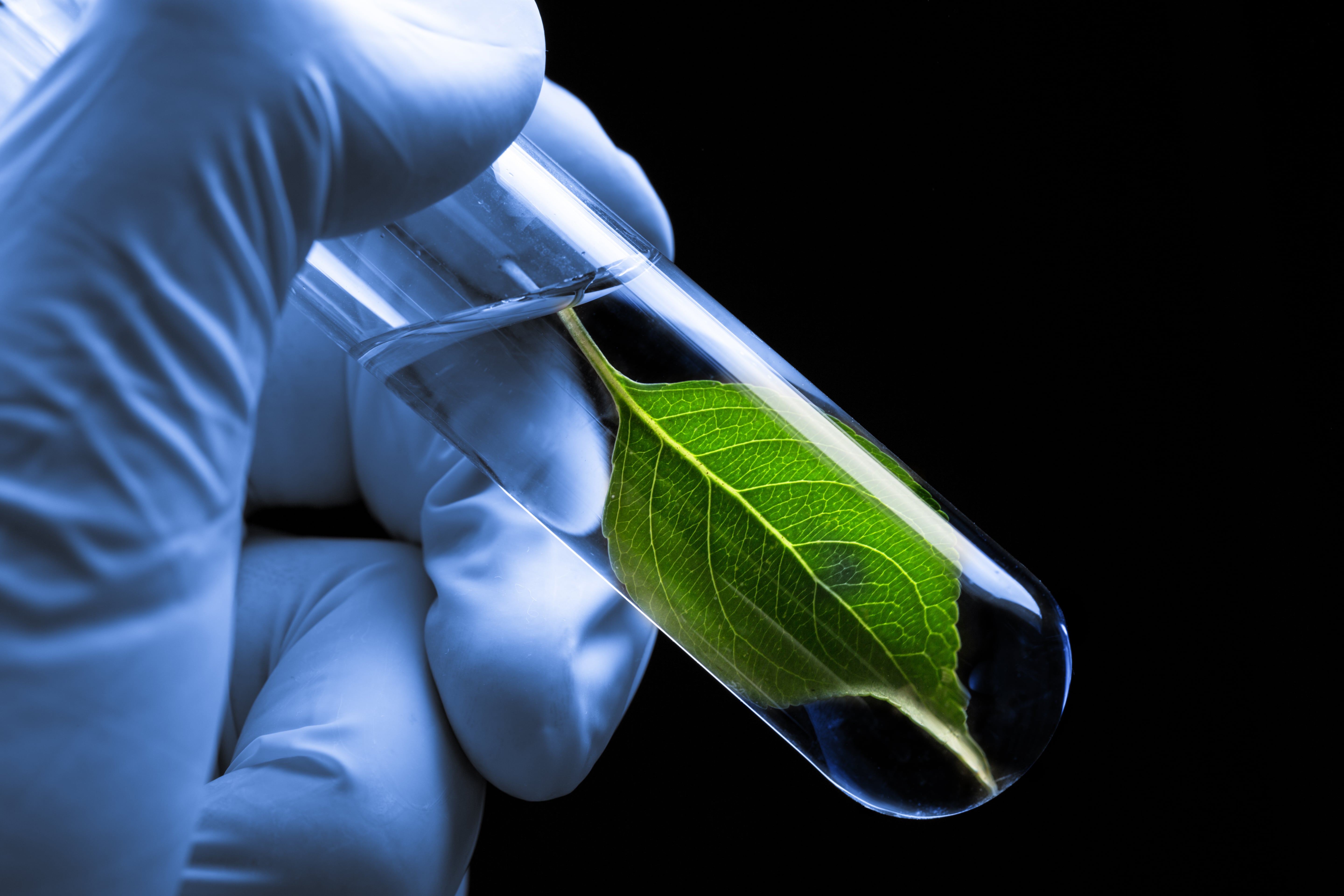 A gloved hand holding a test tube containing a green leaf, symbolizing plant research or biotechnology, against a dark background.