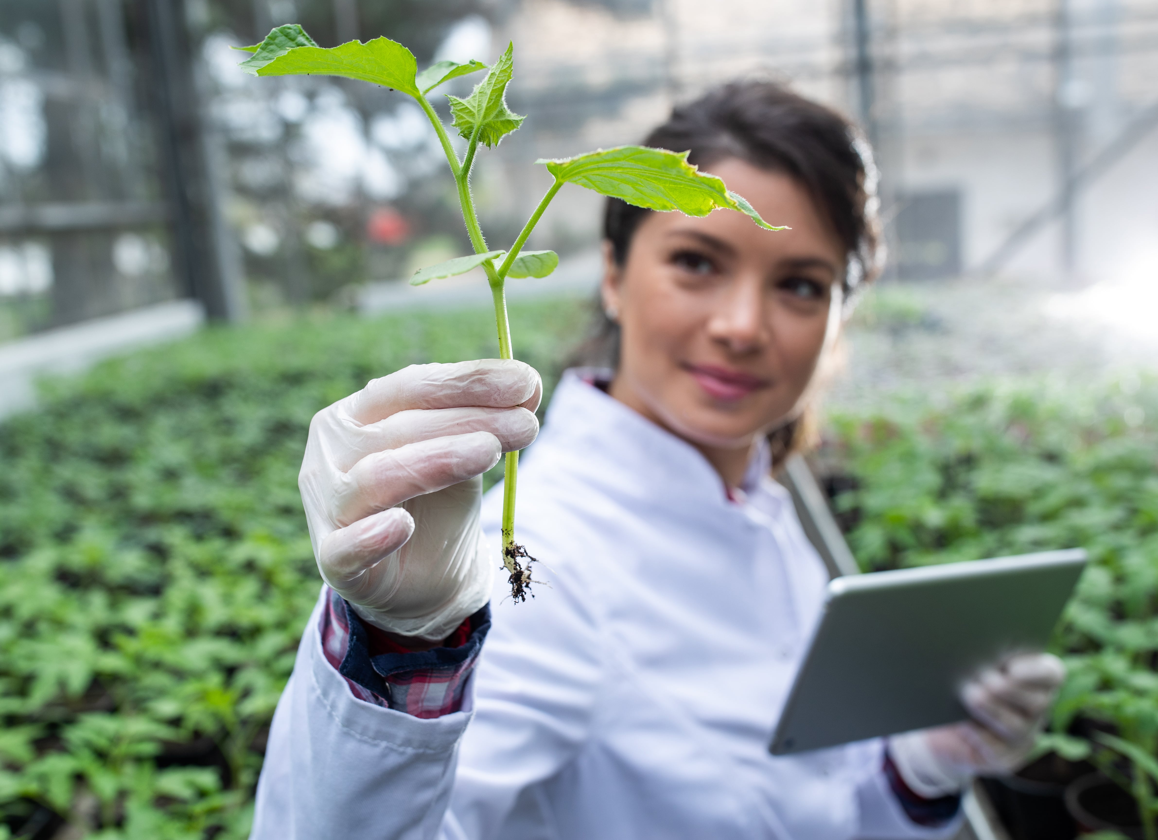 A person wearing a white lab coat and gloves holding a young plant with roots in one hand and a tablet in the other, standing in a greenhouse with rows of plants in the background.