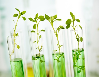 Plant biotech