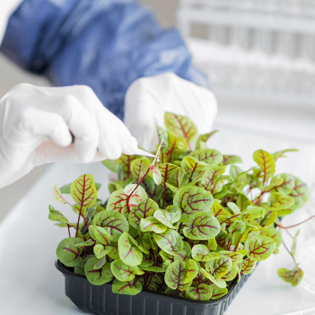 Gloved hands working with a tray of green leafy plants in a laboratory setting, using tweezers for precise handling.
