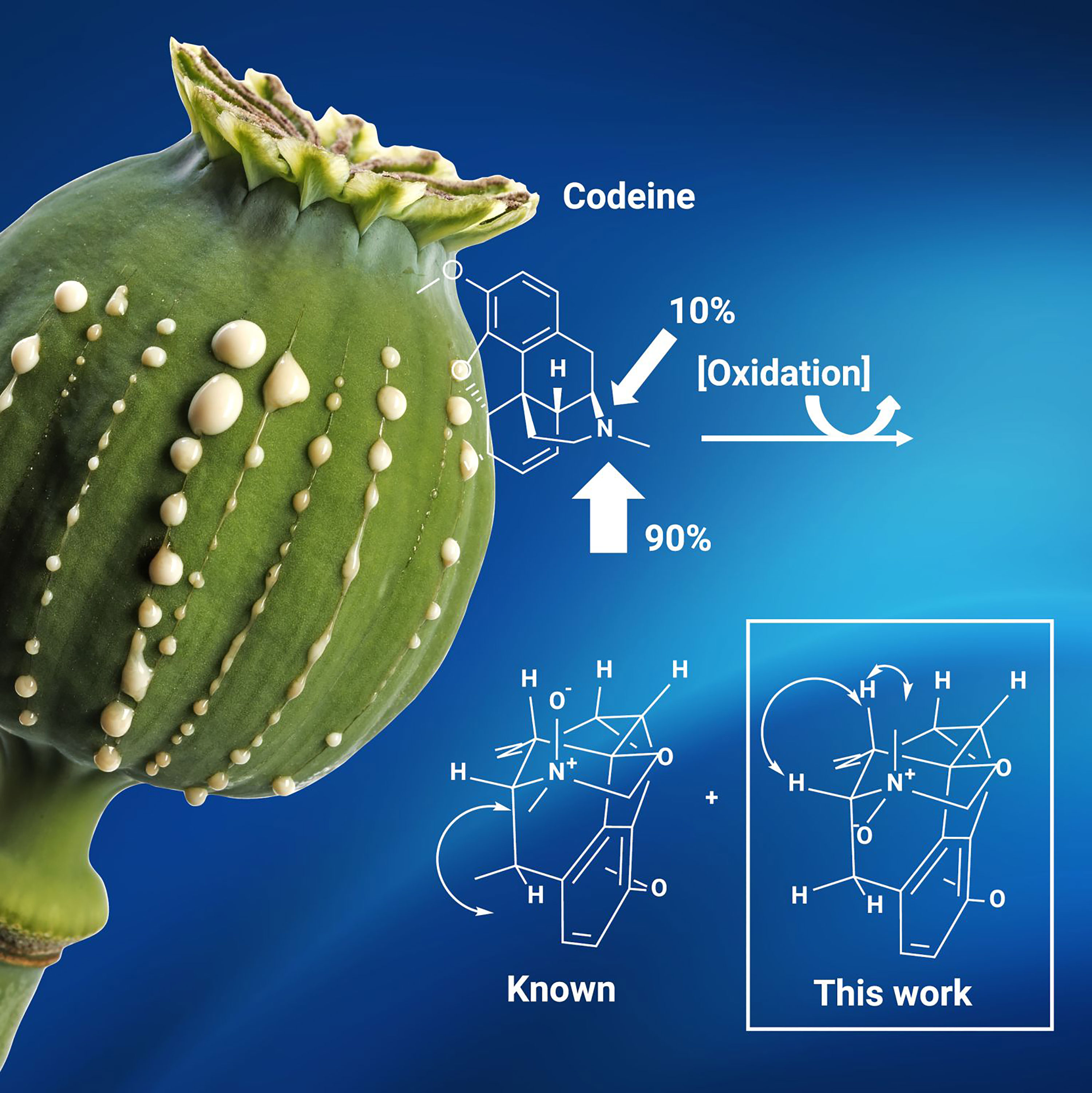 Green flower with chemical structure of codeine showing impurity synthesize activity