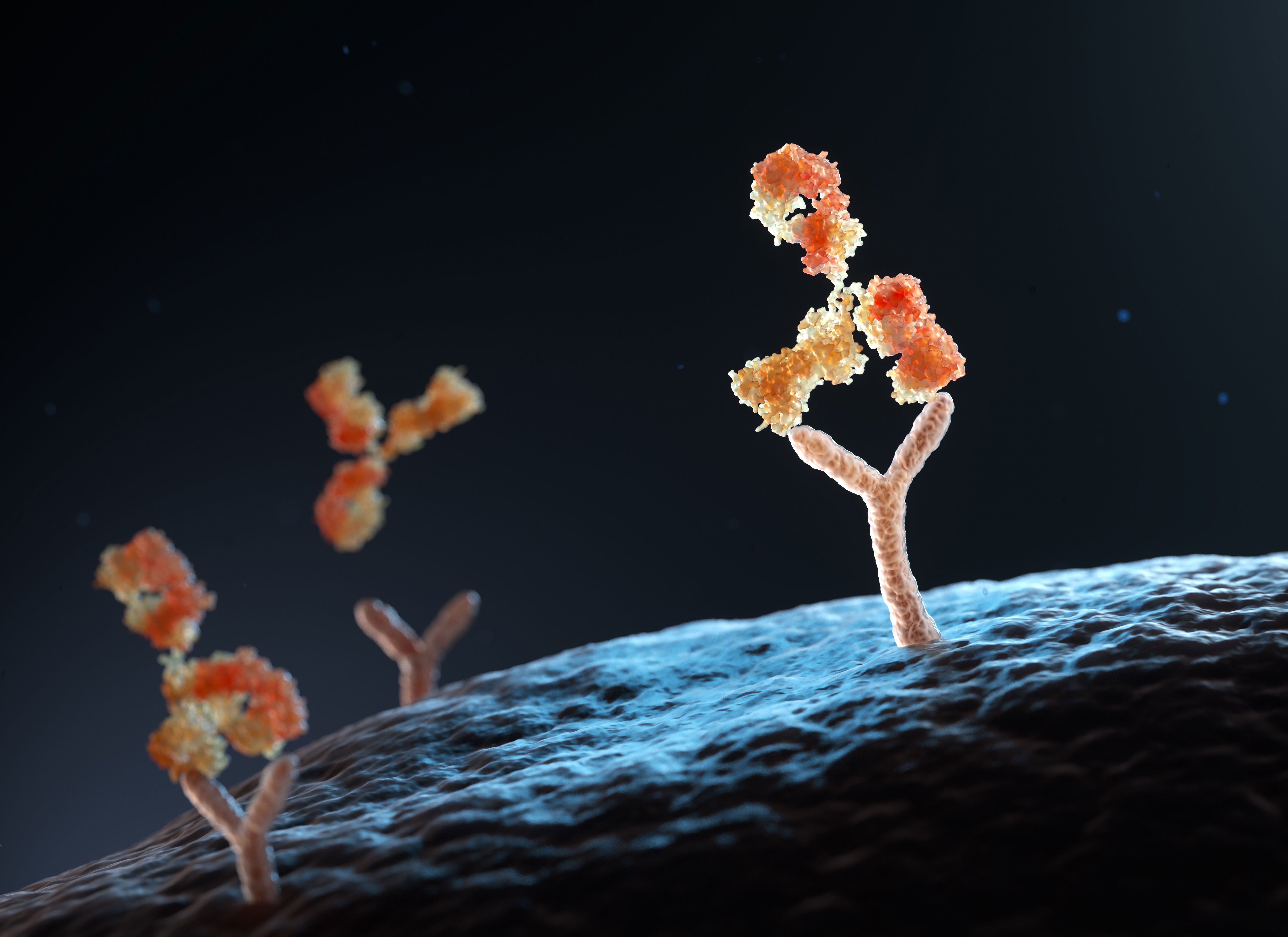 An artistic depiction of an antibody binding to a cell-surface protein