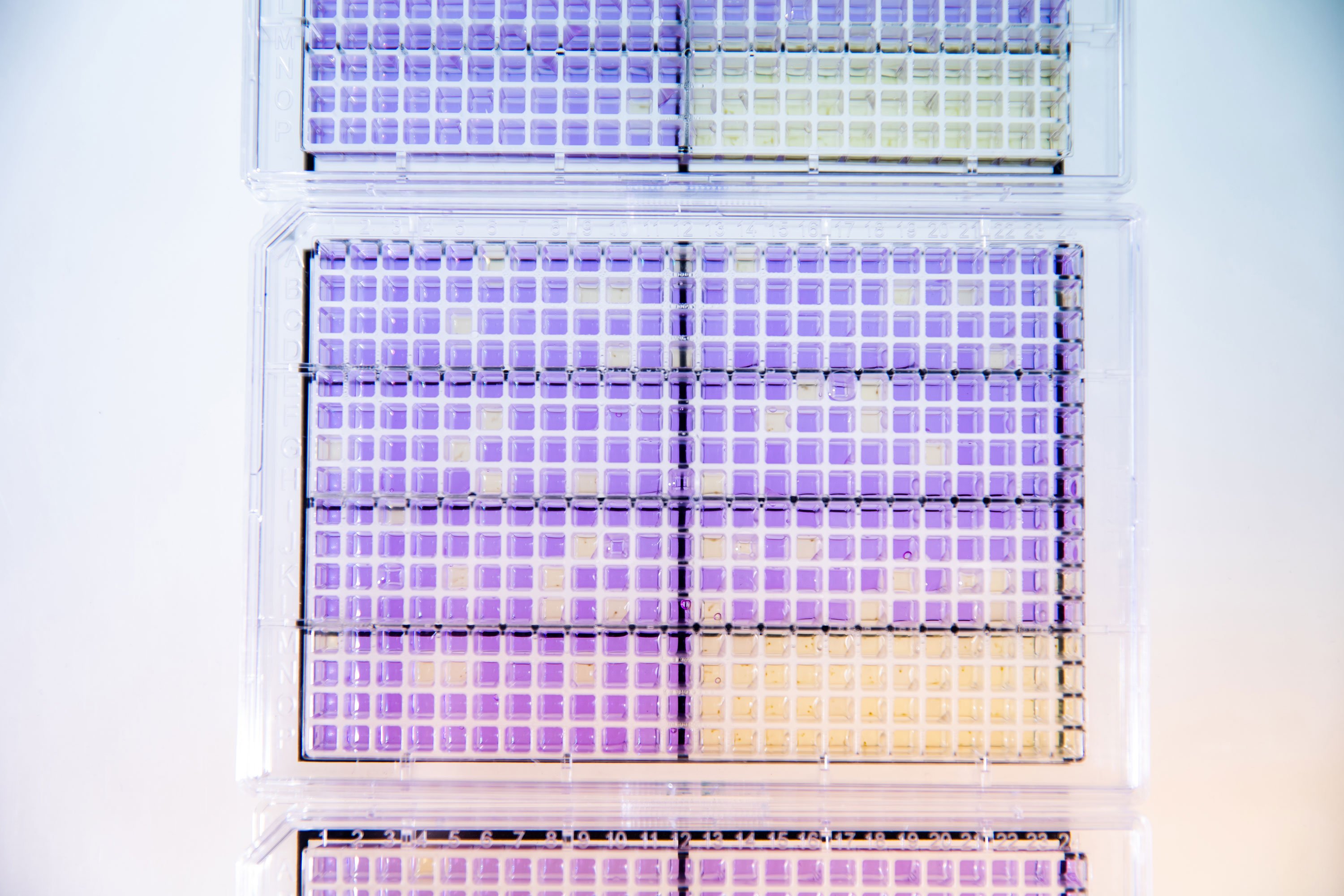 Stack of microplates with purple and yellow wells used for laboratory assays.