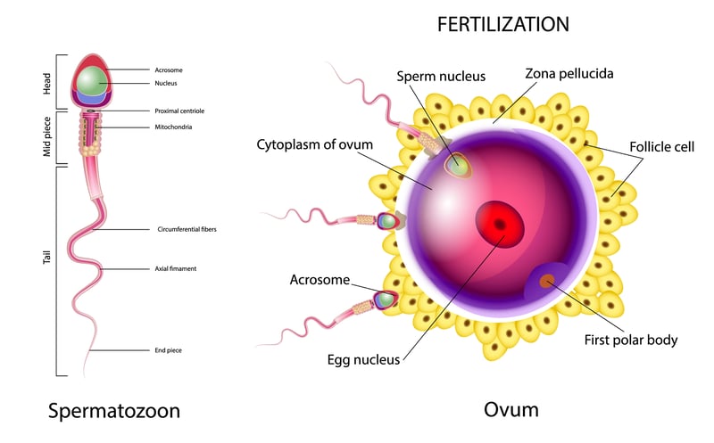 Processes involved in fertilization