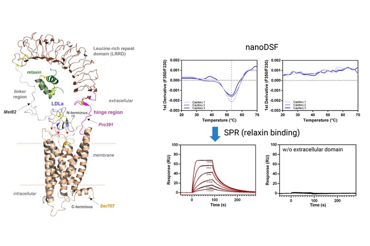 NanoDSF melting curves and SPR binding study of the GPCR LGR7