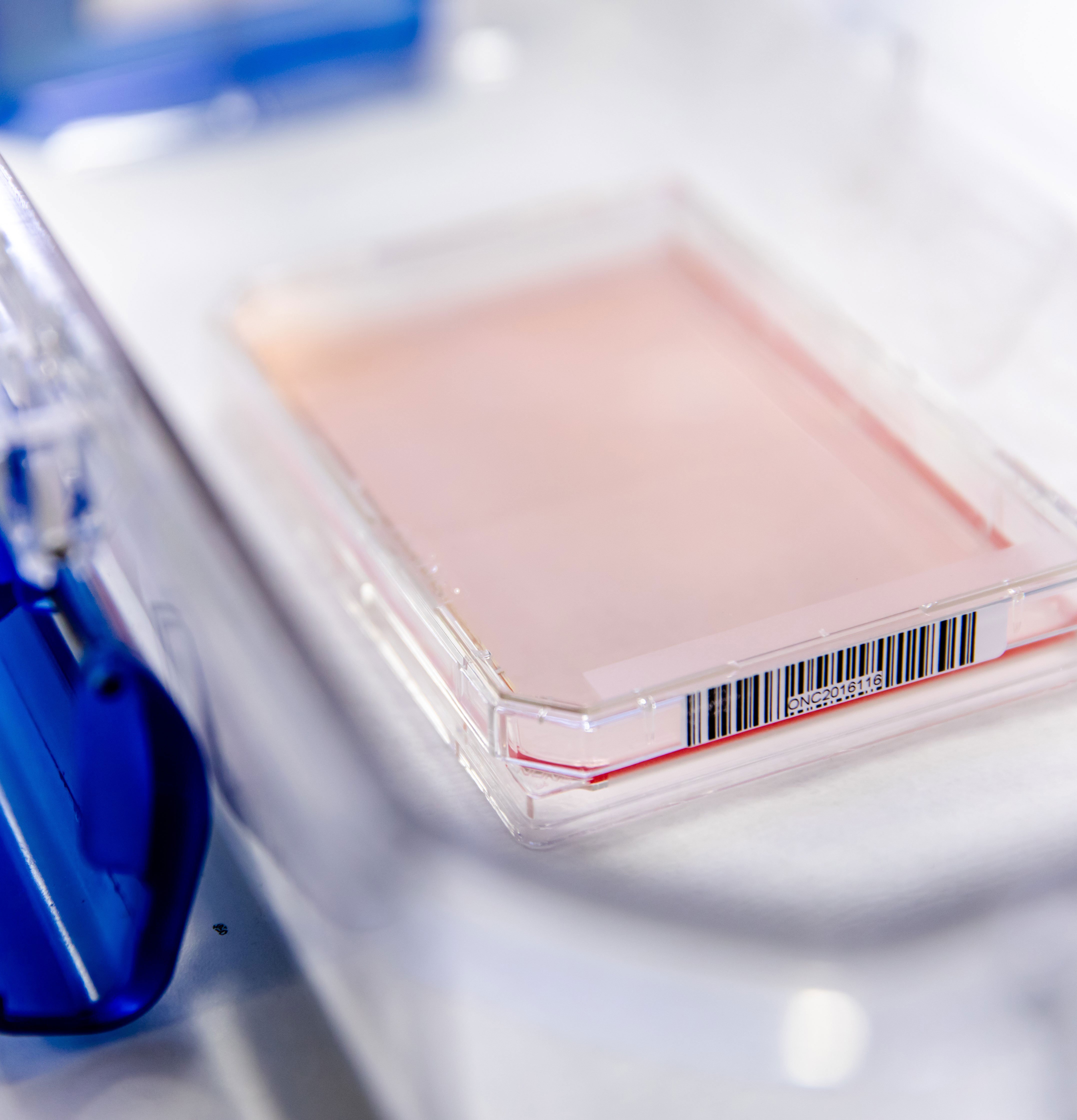 CRISPR Screen for YAP1/TAZ Modulators