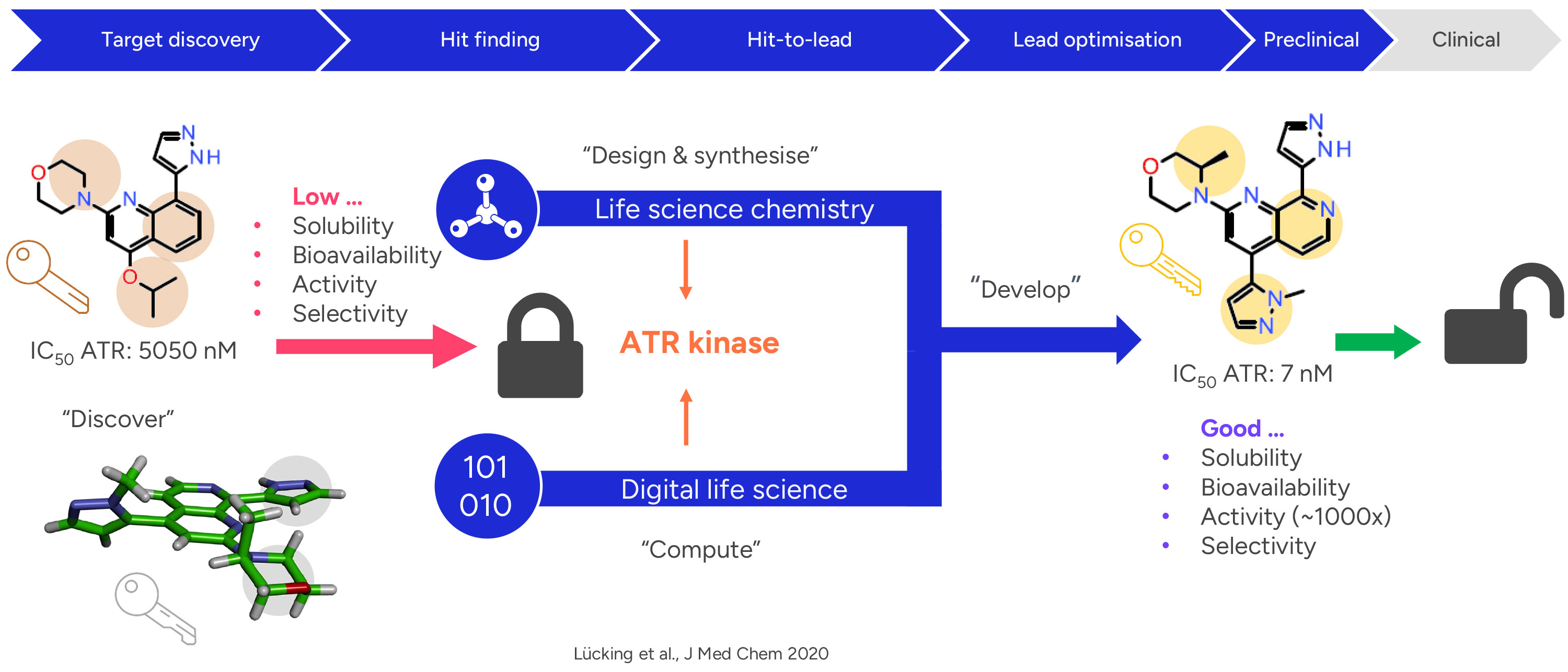 Graphic of ATR inhibitor lead optimisation showing hit and BAY 1895344 with improved ATR kinase potency and IC50 7 nM