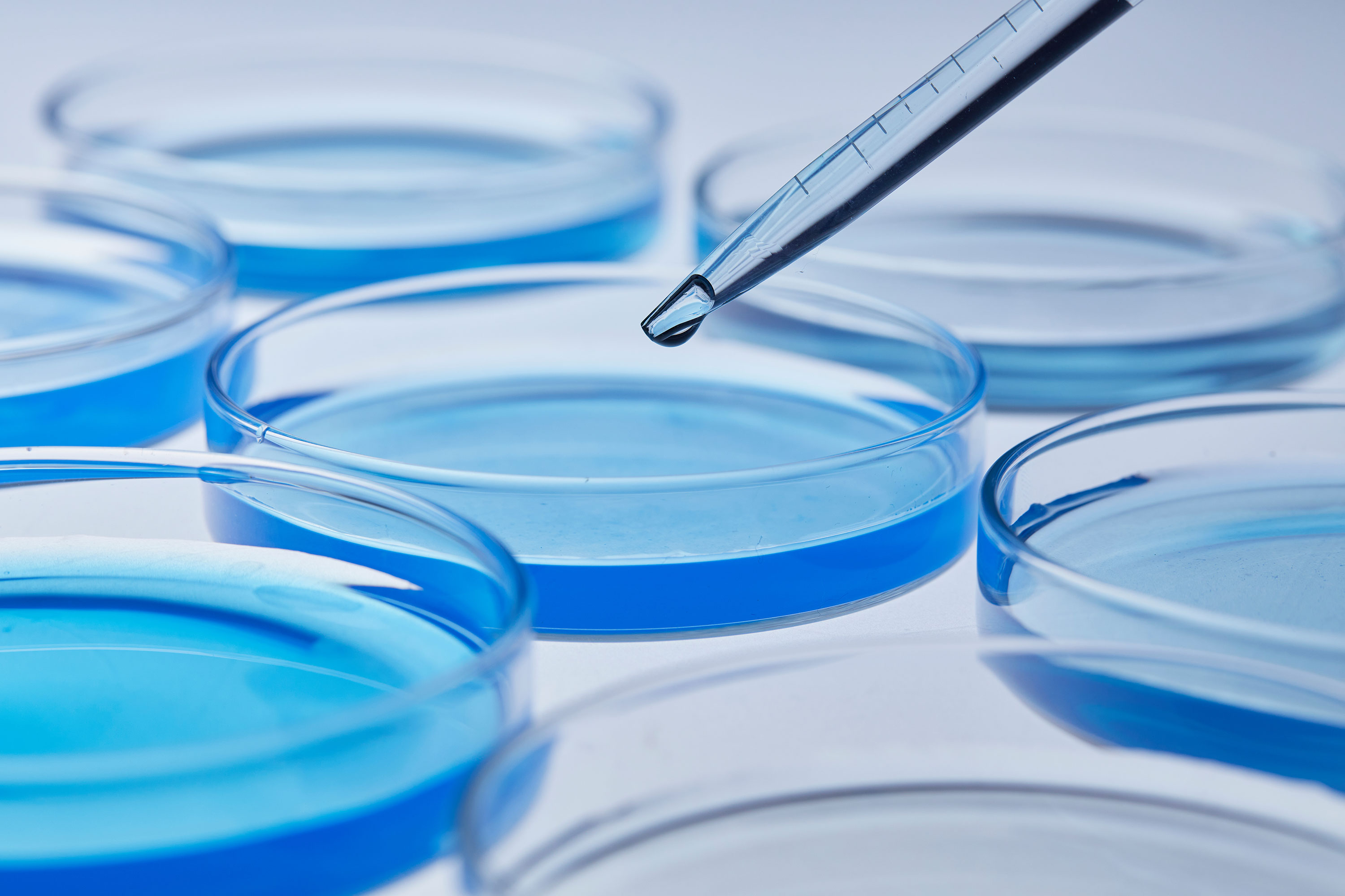 A pipet fills a Petri dish, with a second Petri dish positioned nearby, showcasing a laboratory setting.