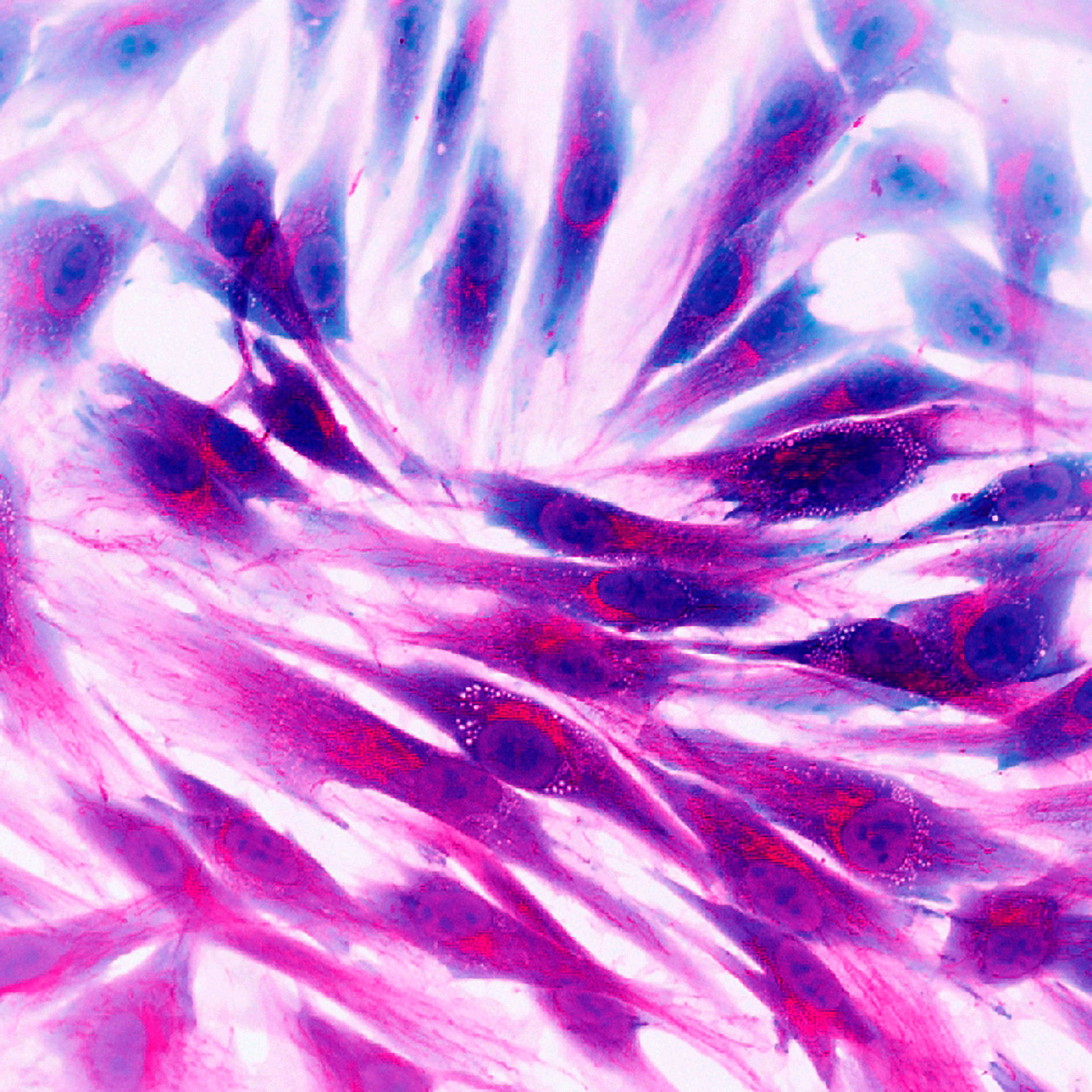 Fluorescence microscopy image showcasing human skin cells, highlighting cellular structures and interactions in vibrant colors.