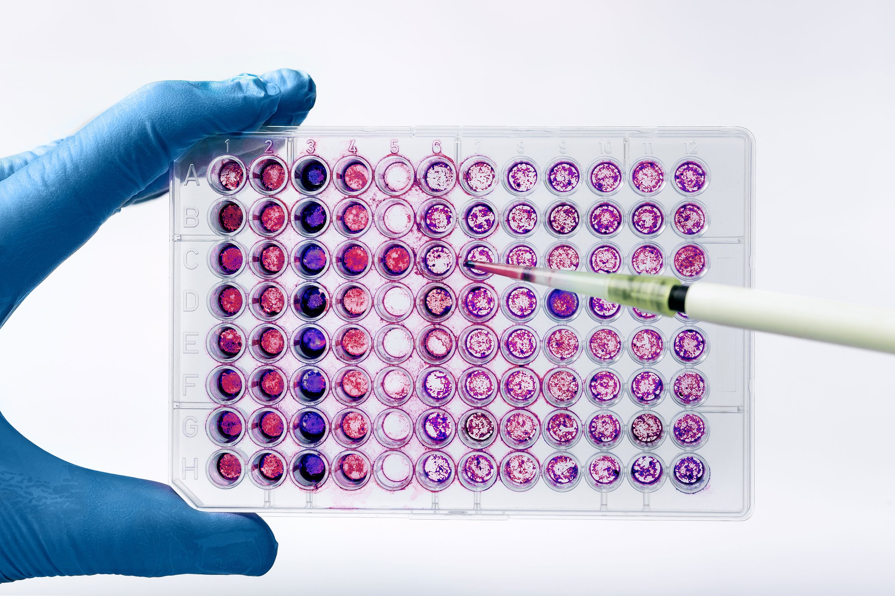 Top-down view of a 96-well plate with purple stains in each well, filled using a pipet for precise liquid handling.
