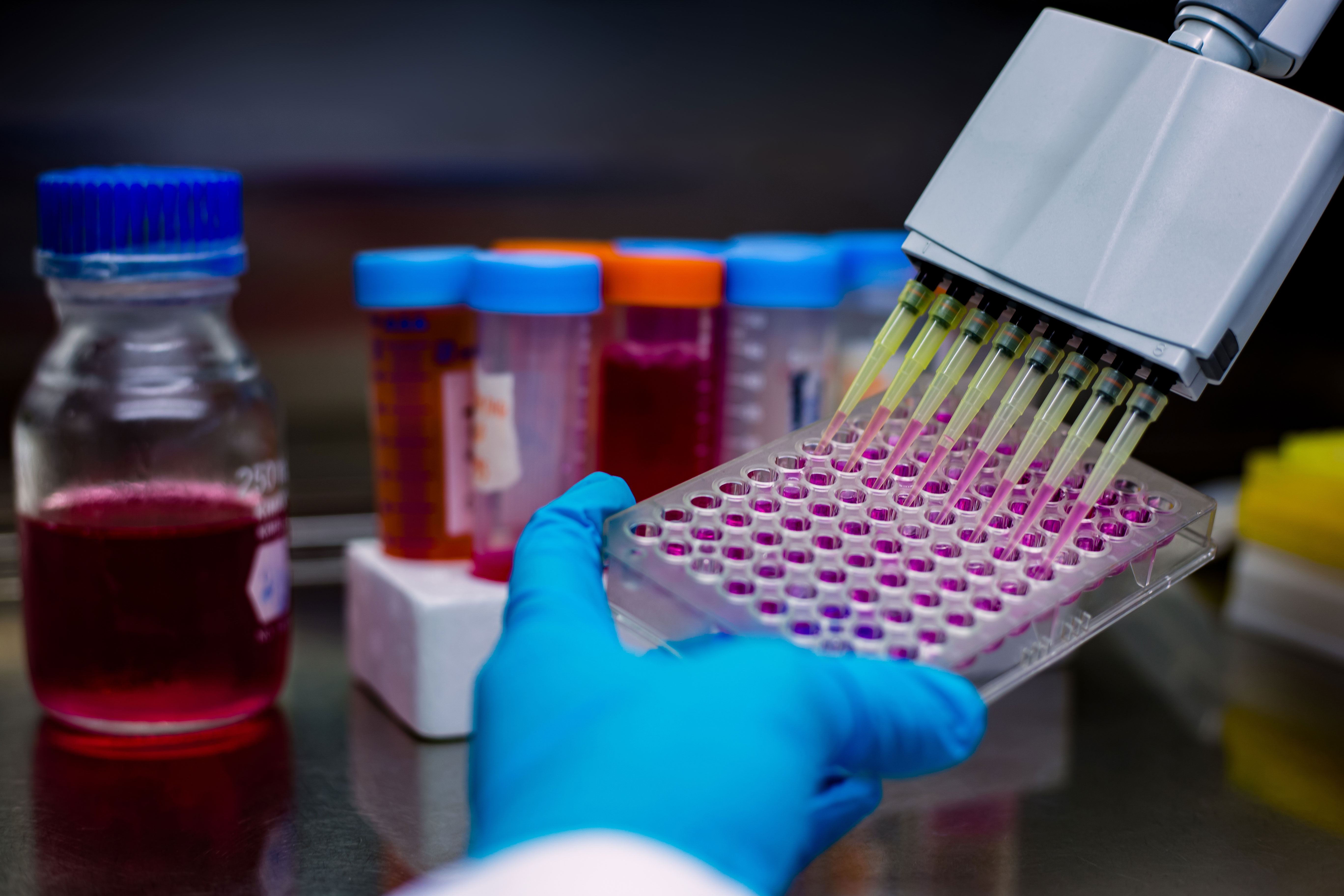 A multichannel pipet fills a 96-well plate with purple liquid, while falcon tubes are visible in the background.