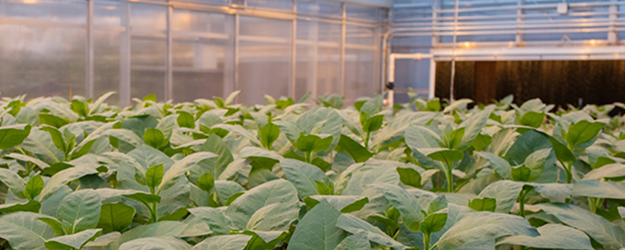 Nicotine Product Standard in Cigarettes Image