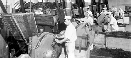 vintage photo of men working at machines at US tobacco company facility